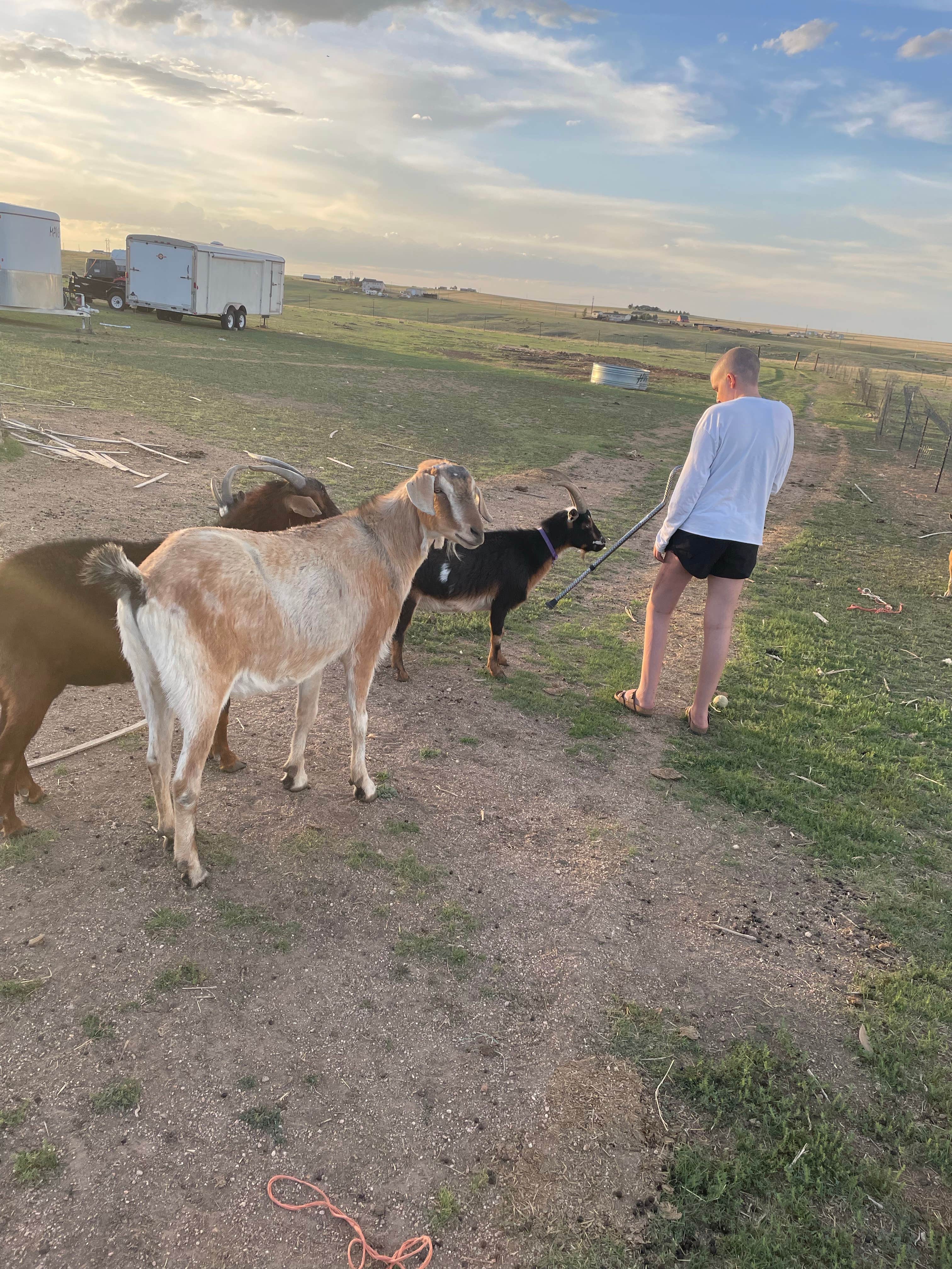 Ryan L.'s photo of camping with pets at Liberty Ranch - CLOSED near Denver, CO