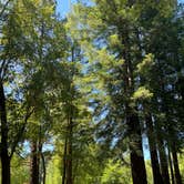 Review photo of Giant Redwoods RV & Cabin Destination by James  N., June 19, 2022