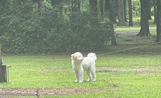 Jonah J.'s photo of camping with pets at Eagles Roost RV Resort near Valdosta, GA
