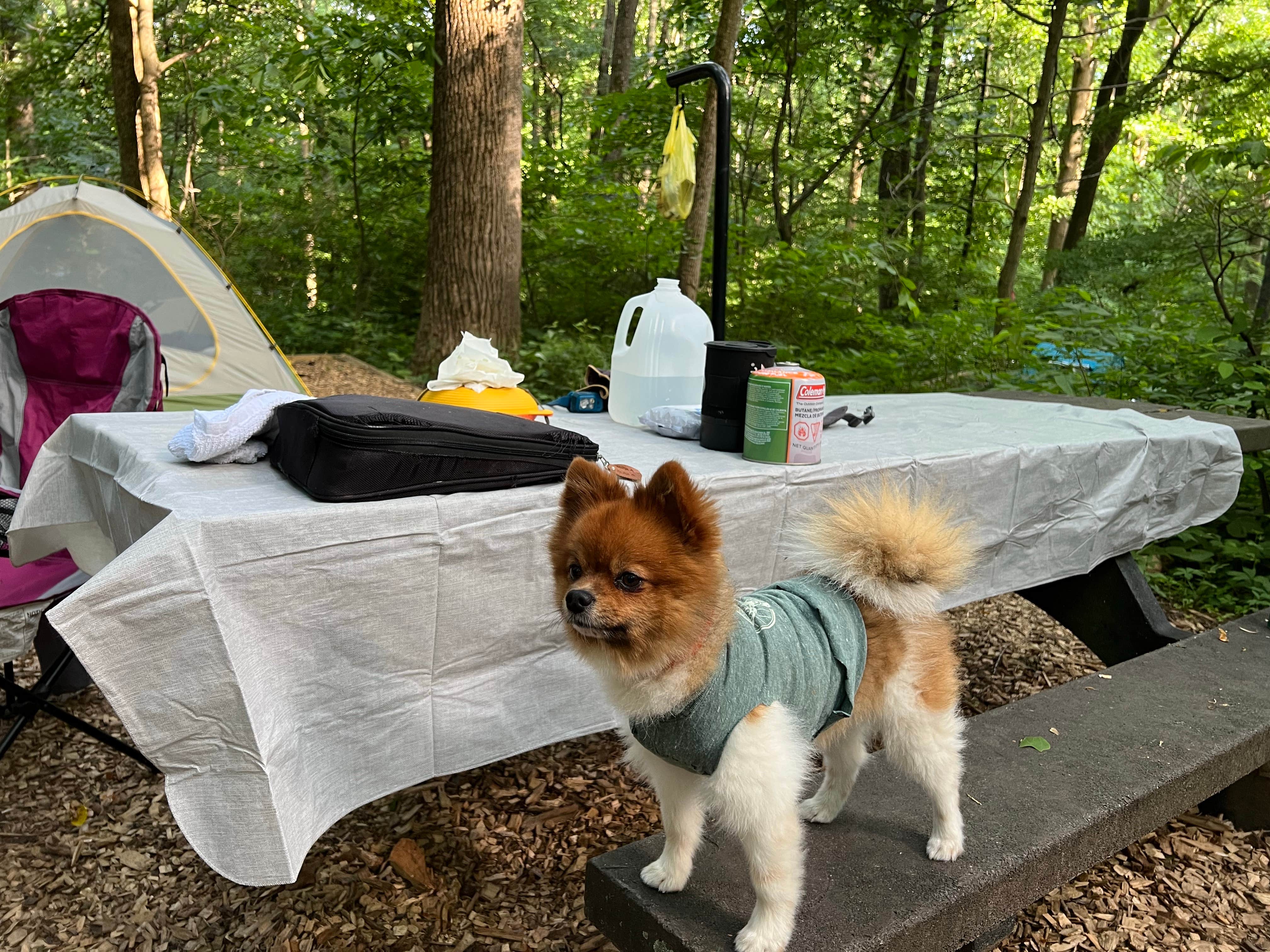Nick C.'s photo of camping with pets at Owens Creek Campground — Catoctin Mountain Park near Braddock Heights, MD