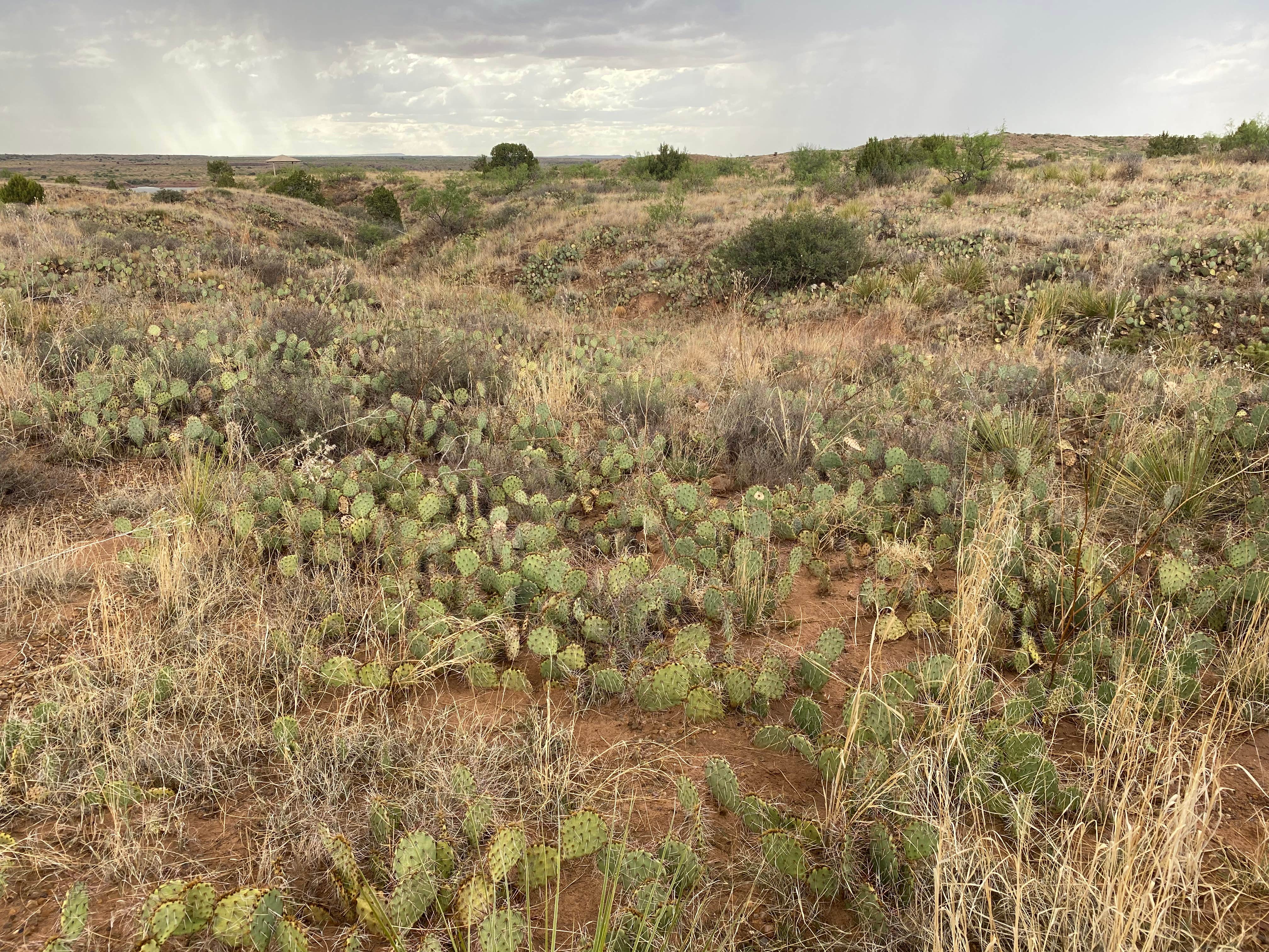 Camper-submitted photo at Logan Park — Ute Lake State Park near Tucumcari, NM