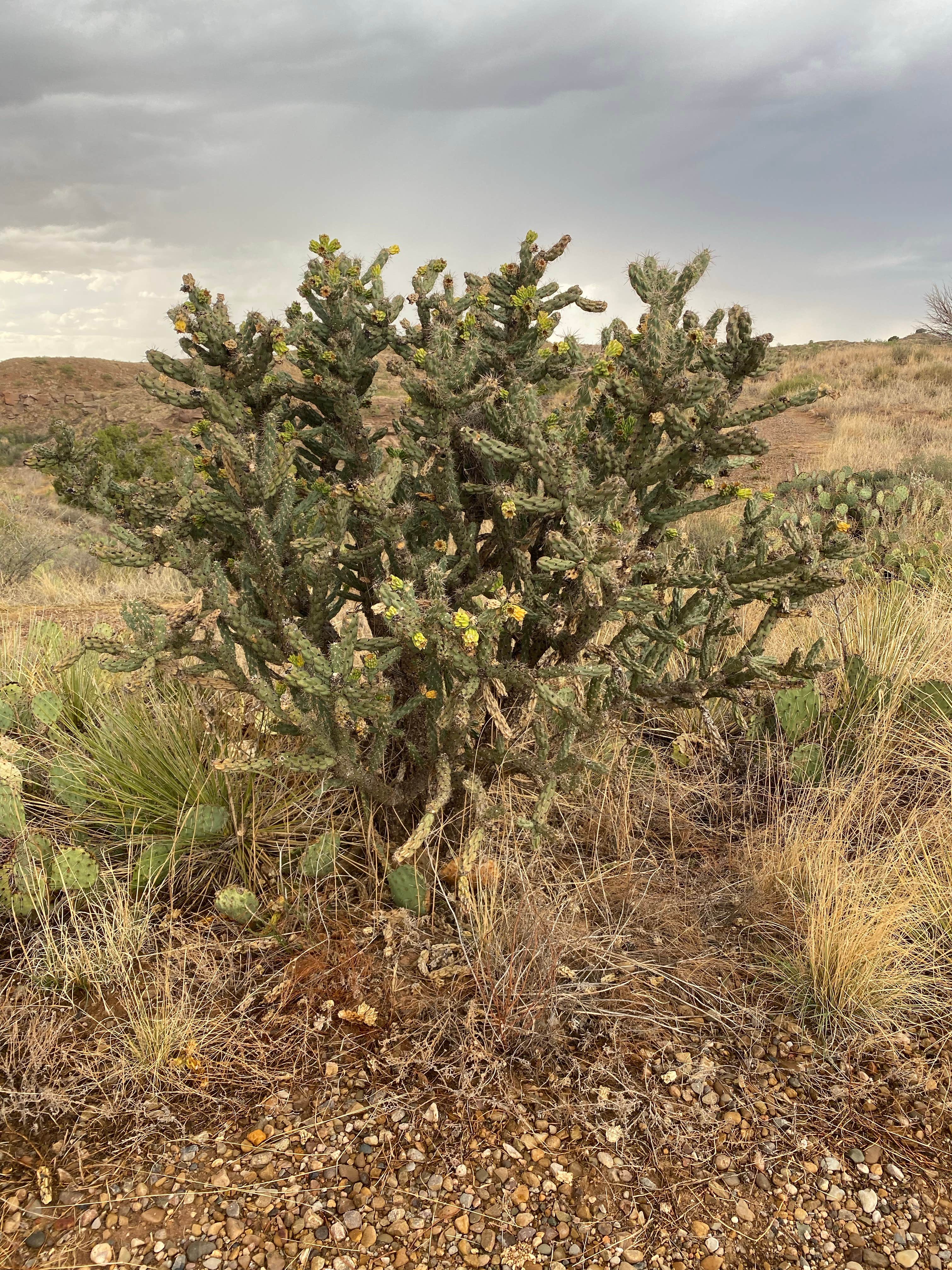 Camper-submitted photo at Logan Park — Ute Lake State Park near Tucumcari, NM