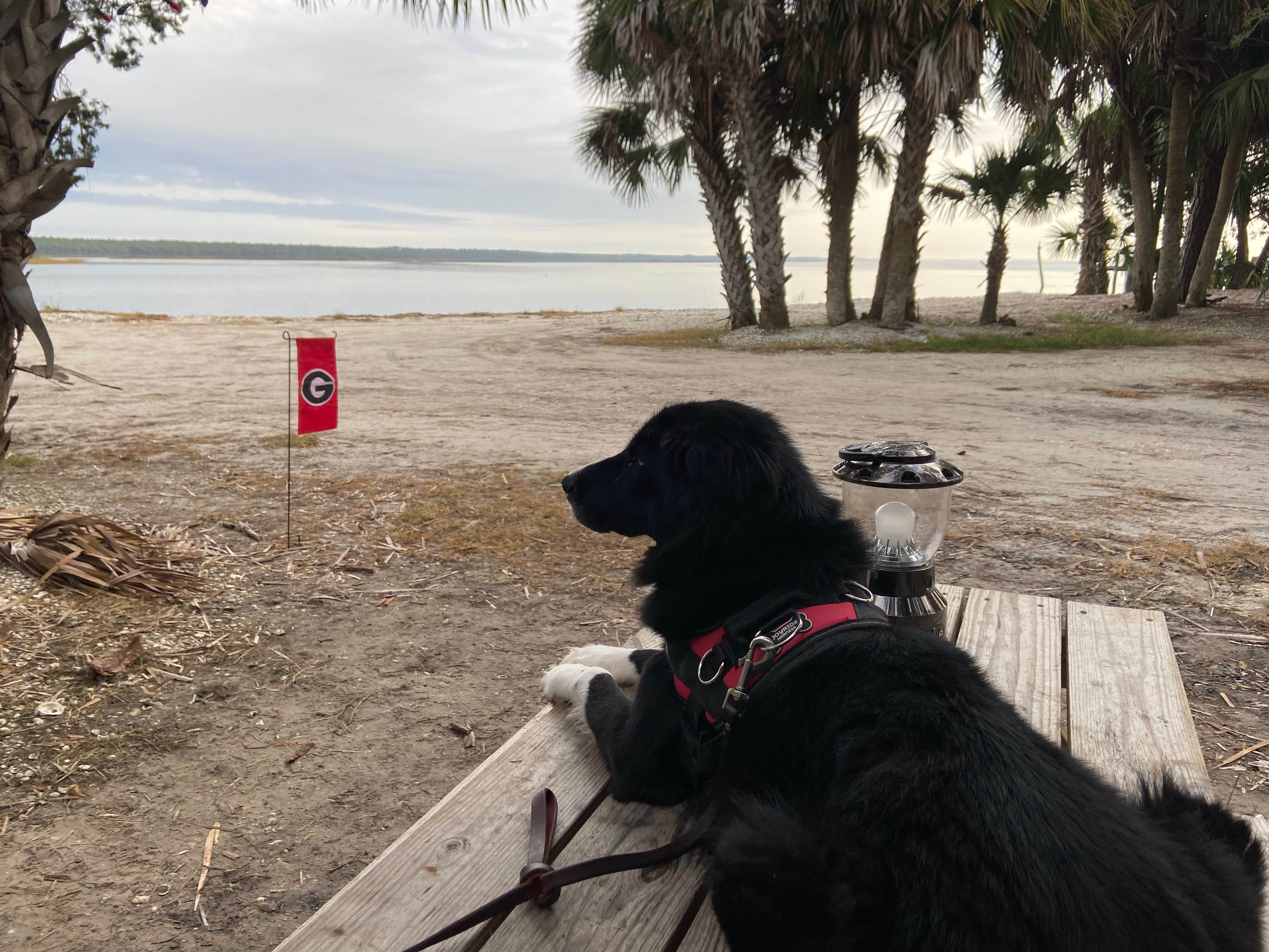 Kevan  R.'s photo of camping with pets at Indian Pass Campground near Sumatra, FL