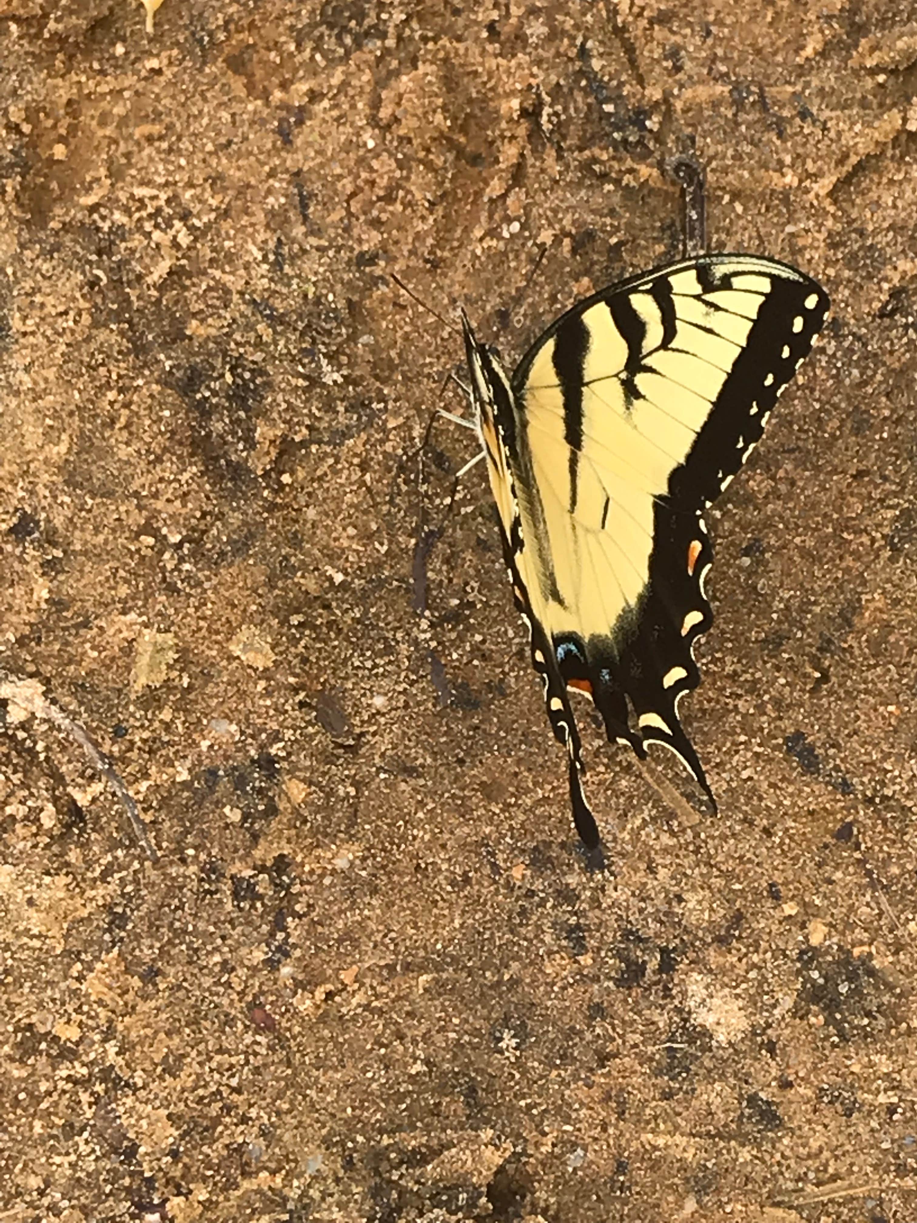Camper-submitted photo at Tuckahoe State Park Campground near Crofton, MD