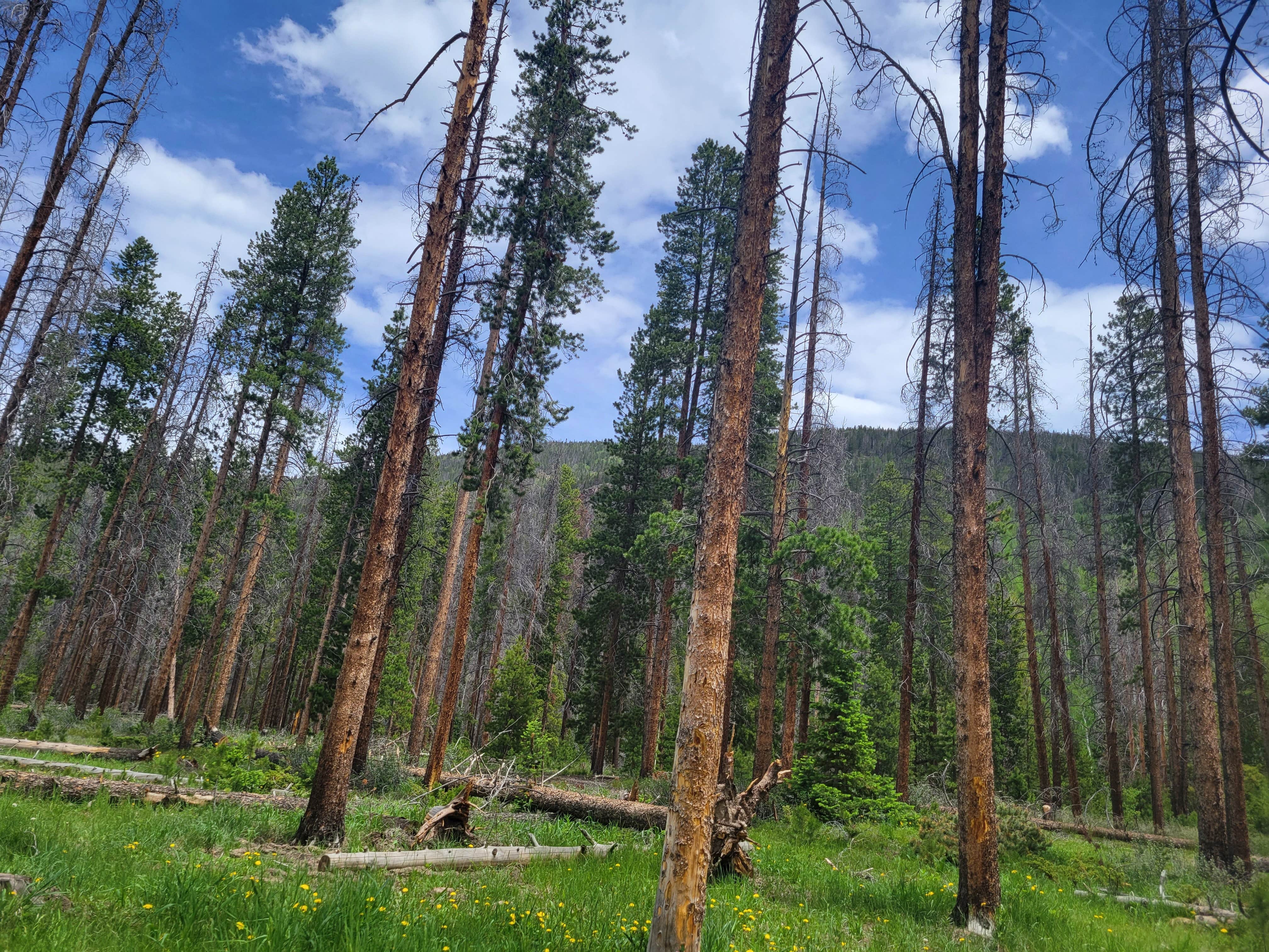 Camper-submitted photo at Laramie River Road Dispersed near Medicine Bow-Routt National Forests and Thunder Basin National Grassland