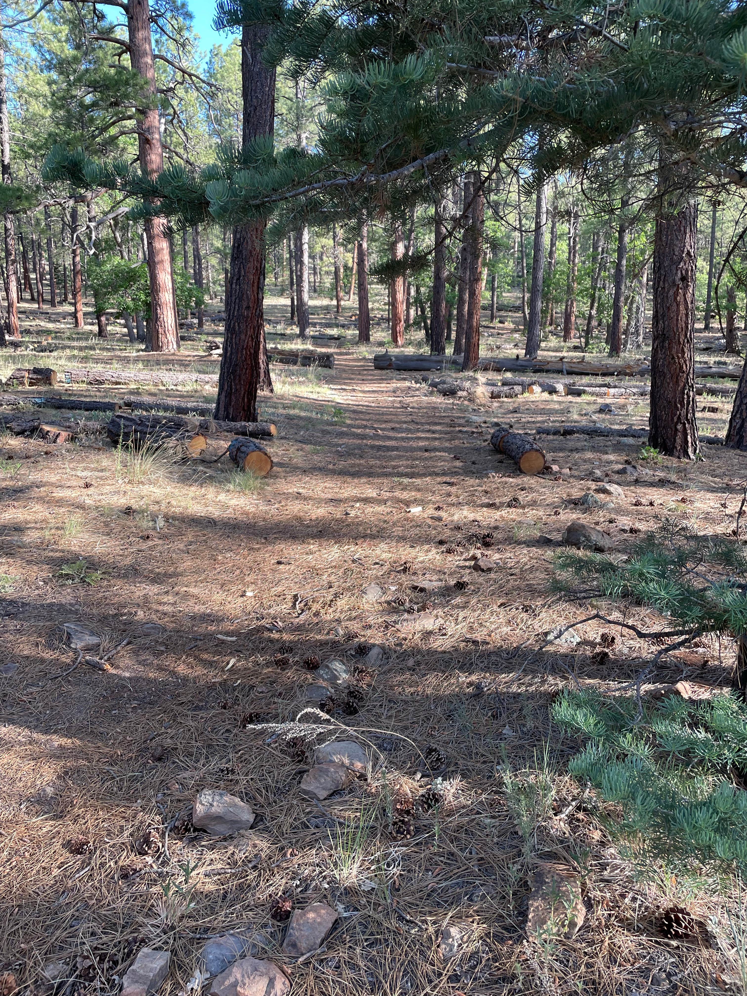 Camper submitted image from Dairy Springs Campground - 3