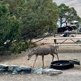 Review photo of Pinon Flats Campground — Great Sand Dunes National Park by Justin C., June 18, 2022