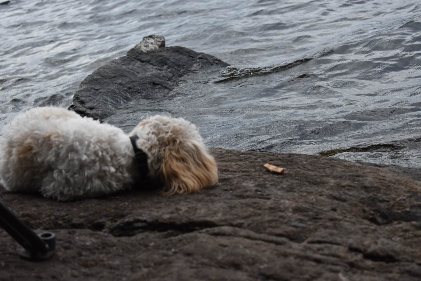 Kelly H.'s photo of camping with pets at Saranac Lake Islands Adirondack Preserve Campground near Jay, NY