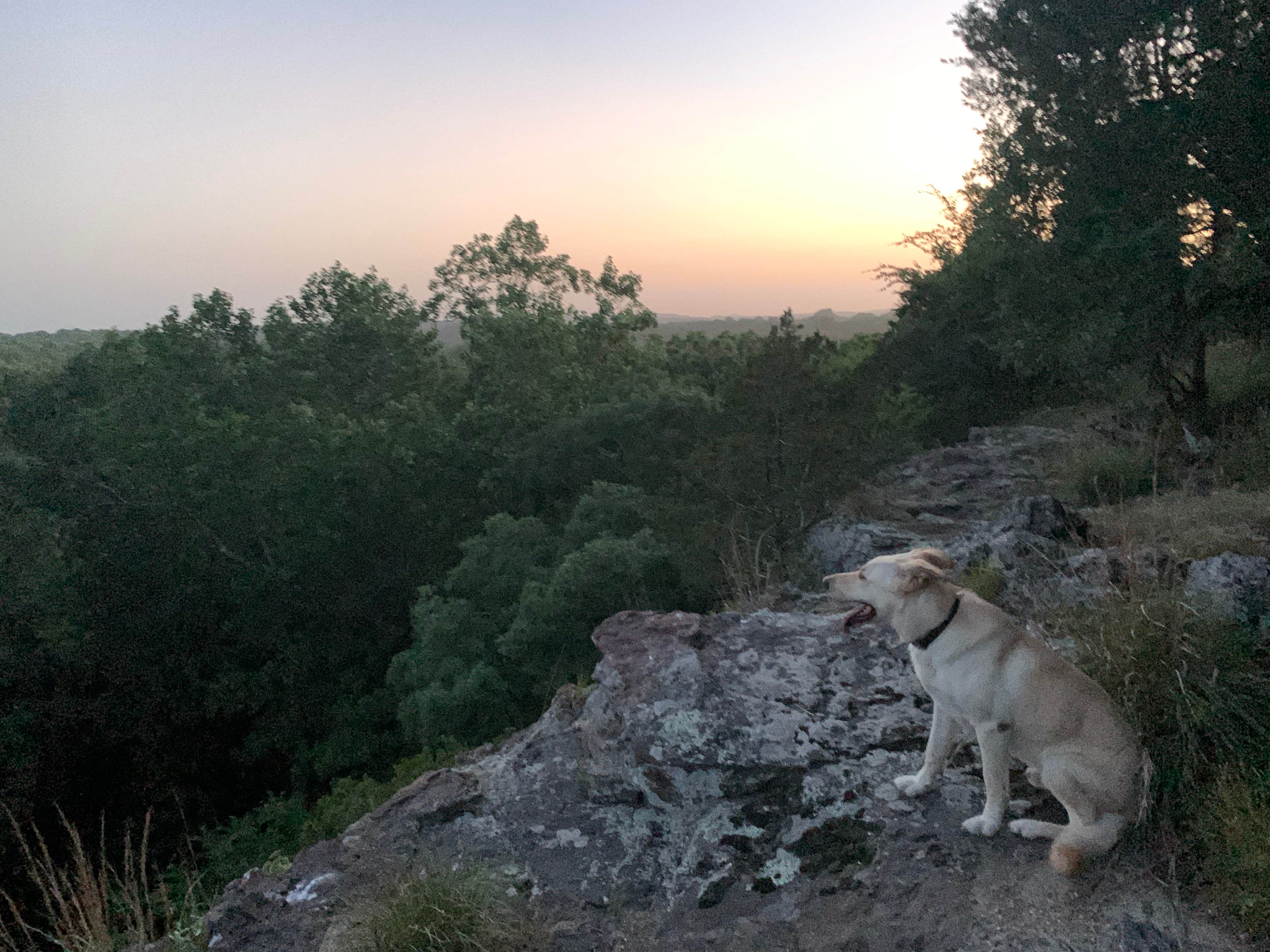 DENISE G.'s photo of camping with pets at Turkey Ridge Campground — Ferne Clyffe State Park near Cape Girardeau, MO