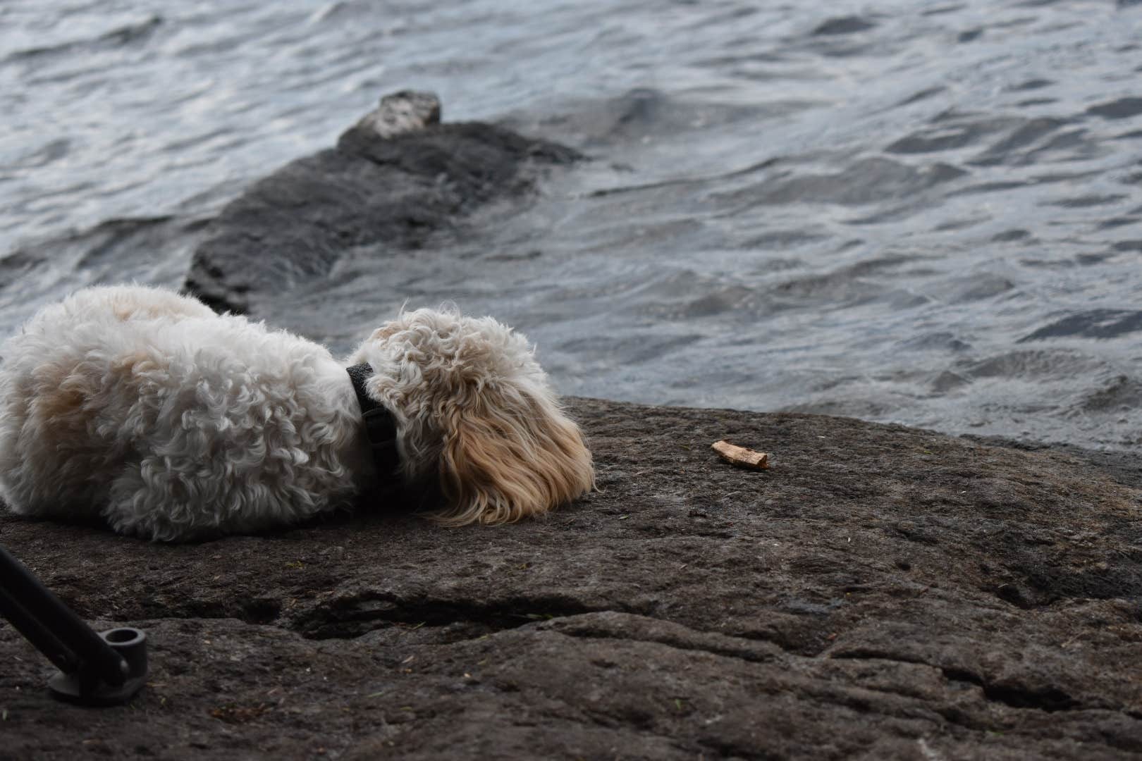 Kelly H.'s photo of camping with pets at Saranac Lake Islands Adirondack Preserve Campground near Winthrop, NY