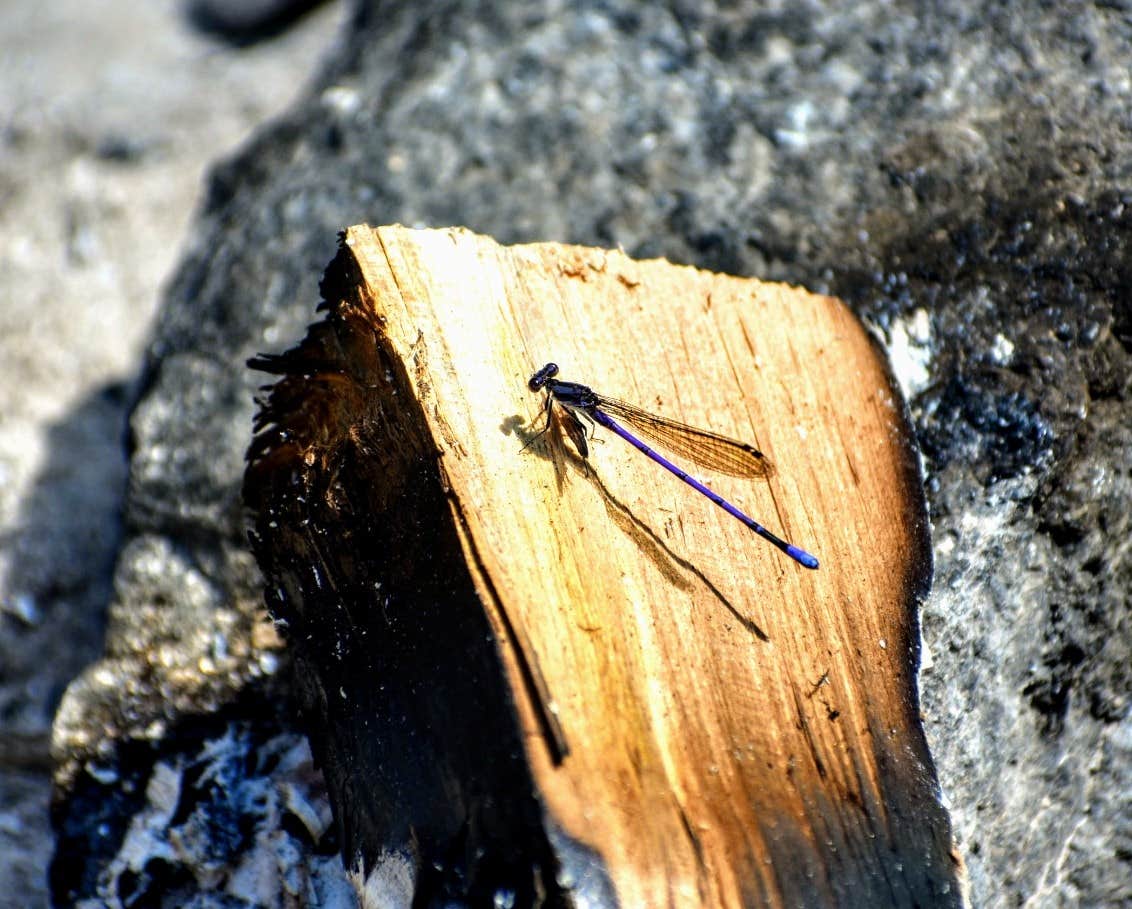 Camping near Adirondack Adventure Base: Saranac Lake Islands Adirondack Preserve Campground, Saranac Lake, New York