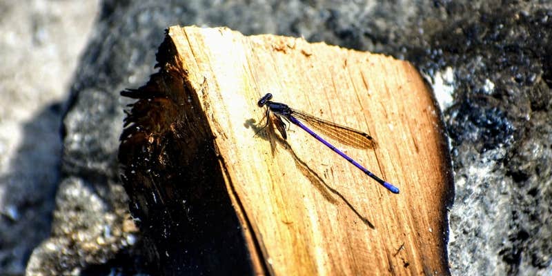 Camper submitted image from Saranac Lake Islands Adirondack Preserve Campground