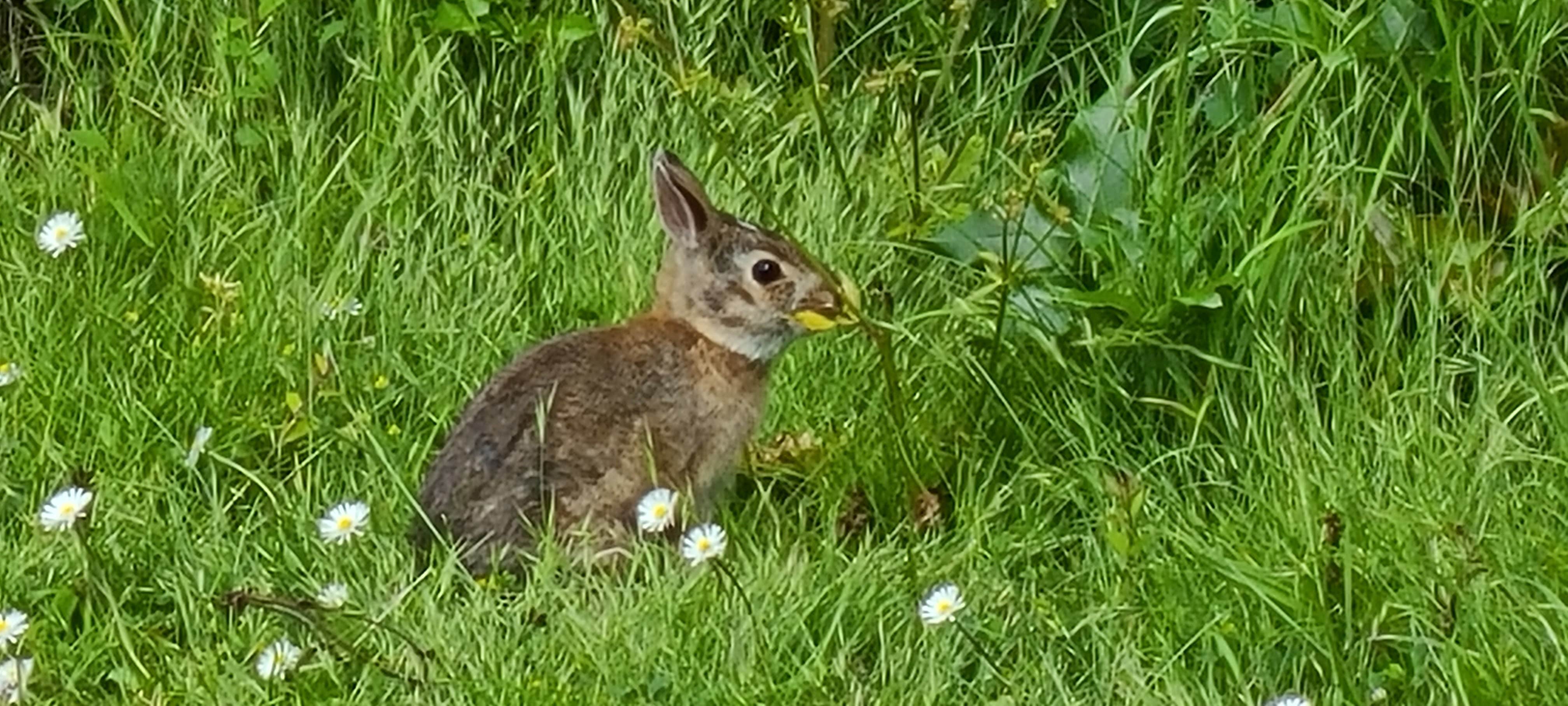 Noel S.'s photo of camping with pets at Washington Park Campground near Bellingham, WA
