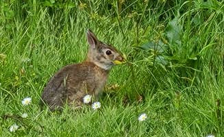 Noel S.'s photo of camping with pets at Washington Park Campground near Oak Harbor, WA