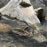 Review photo of Mccormick's Creek State Park Campground by Dee  A., June 20, 2022