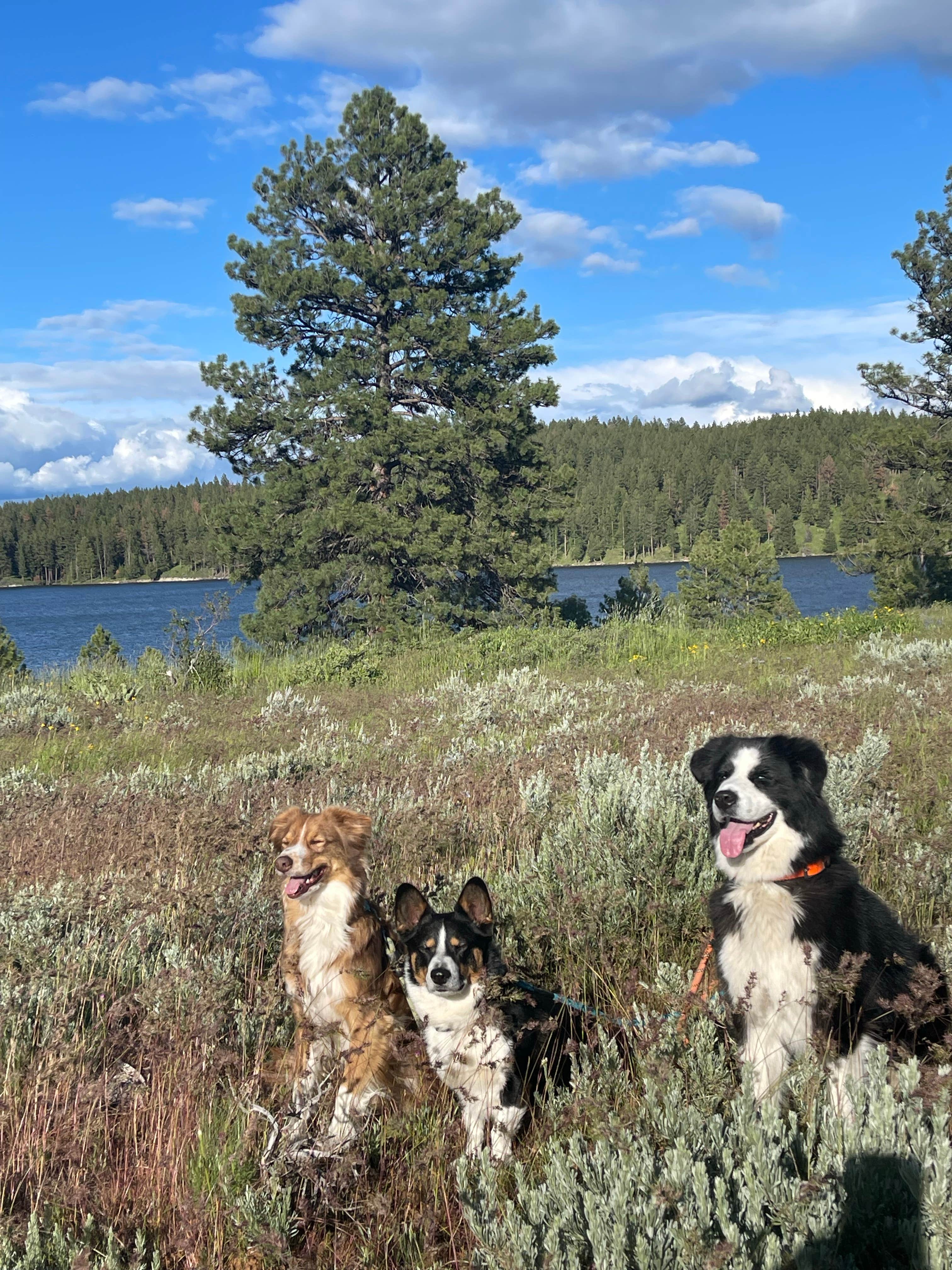 Steve K.'s photo of camping with pets at Pilcher Creek Reservoir near Baker City, OR