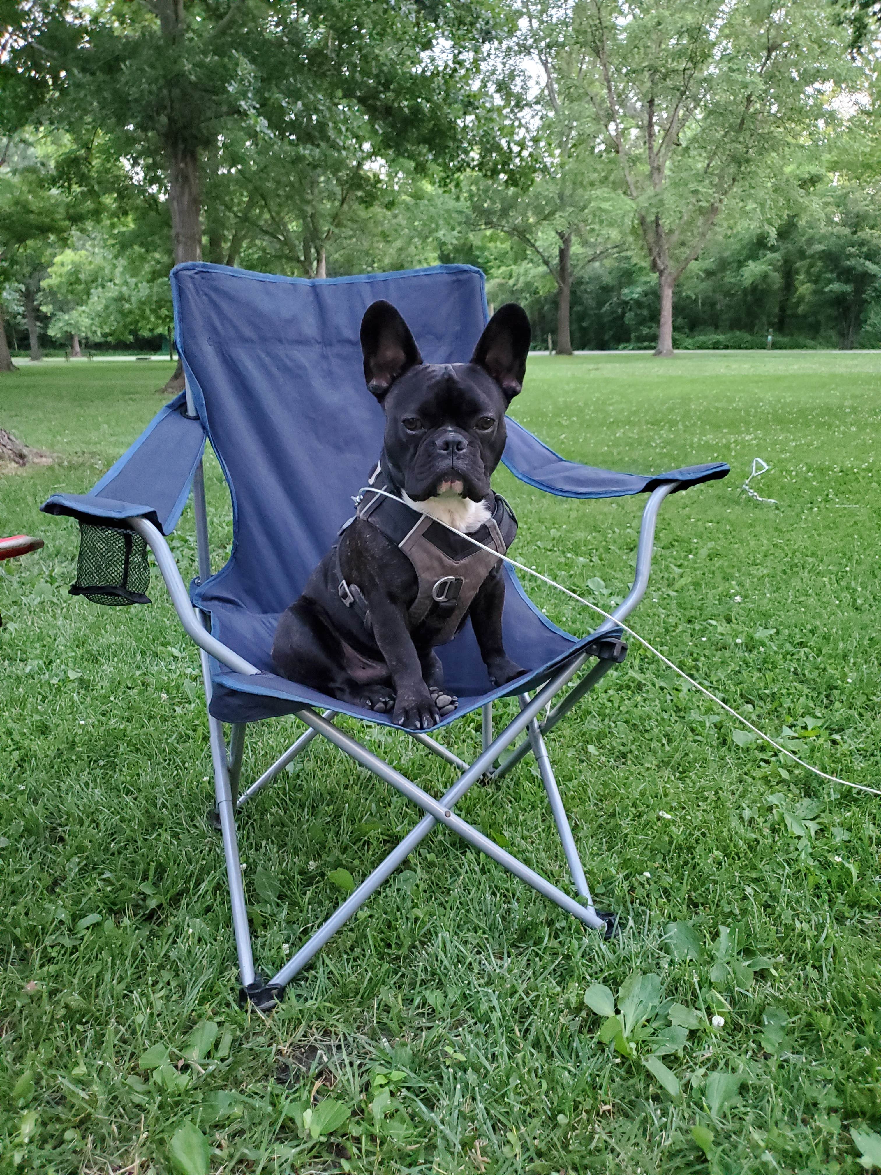 Jill T.'s photo of camping with pets at Annie and Abel Van Meter State Park Campground near Laclede, MO