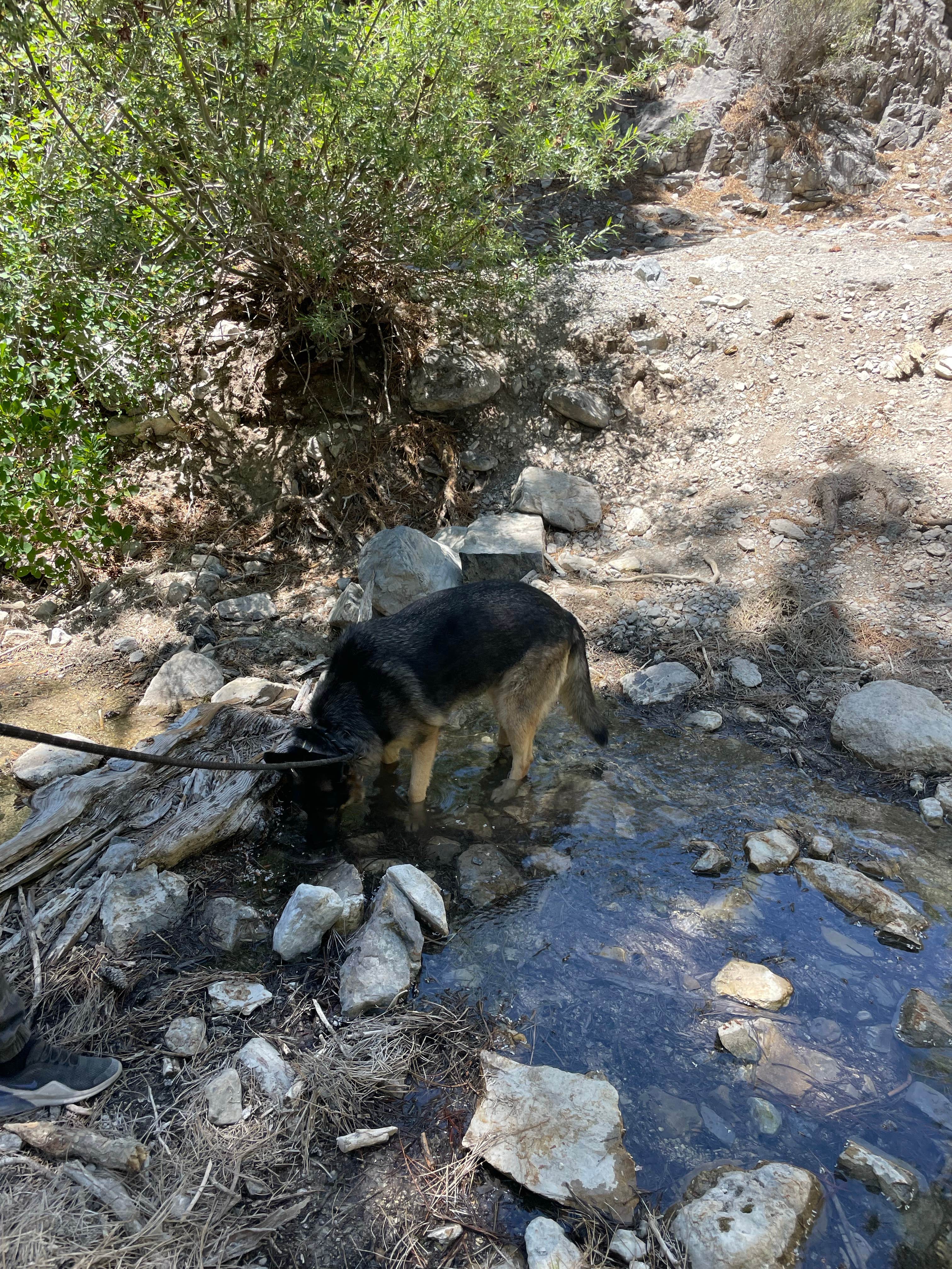 Christie's photo of camping with pets at Carpenter Canyon in Nevada