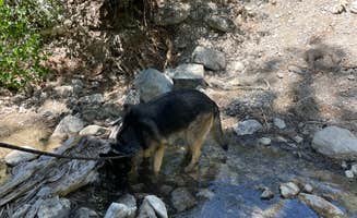 Christie's photo of camping with pets at Carpenter Canyon near Mount Charleston, NV