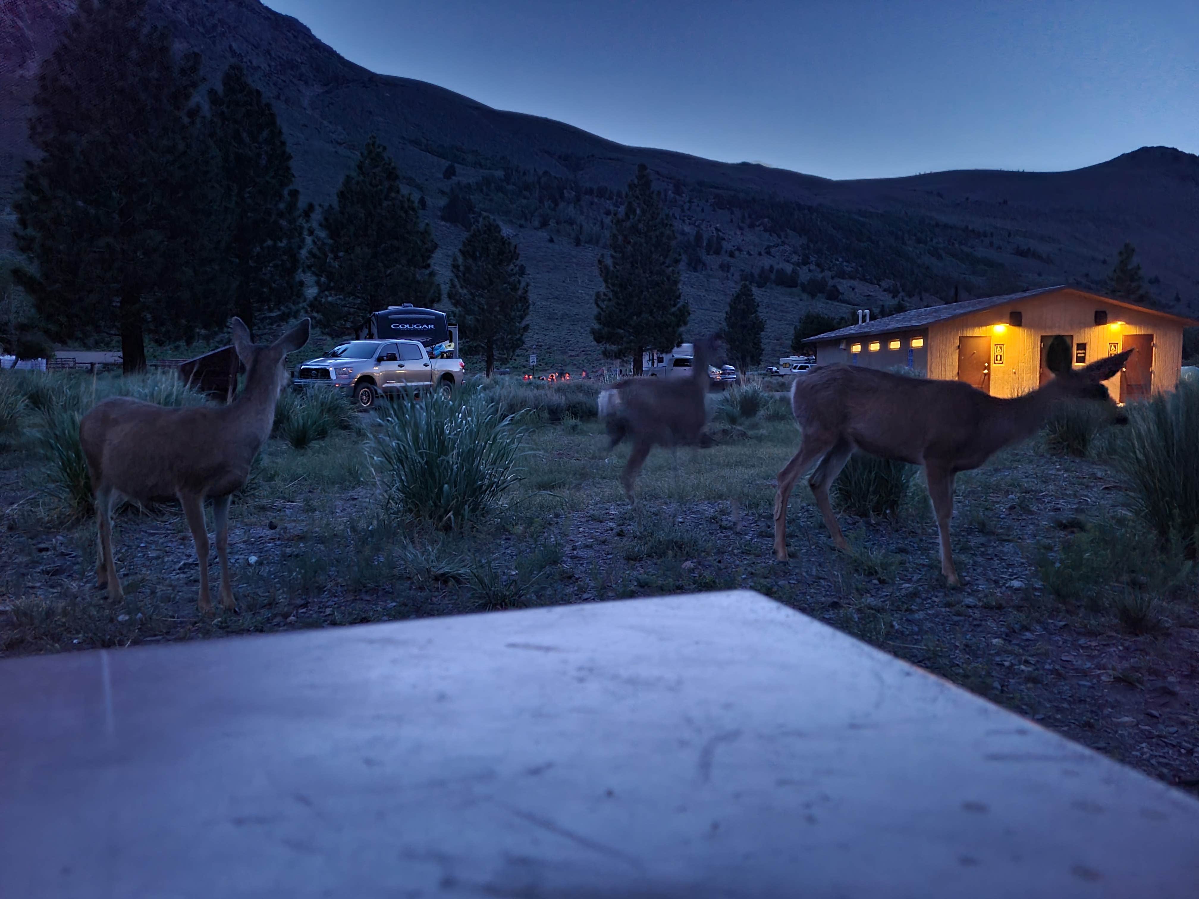 Lilliana M.'s photo of camping with a horse at Silver Lake Campground at June Lake near Inyo National Forest