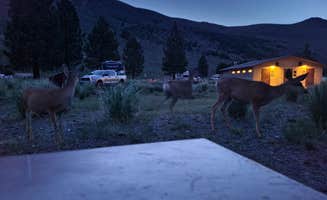 Lilliana M.'s photo of camping with a horse at Silver Lake Campground at June Lake near El Portal, CA