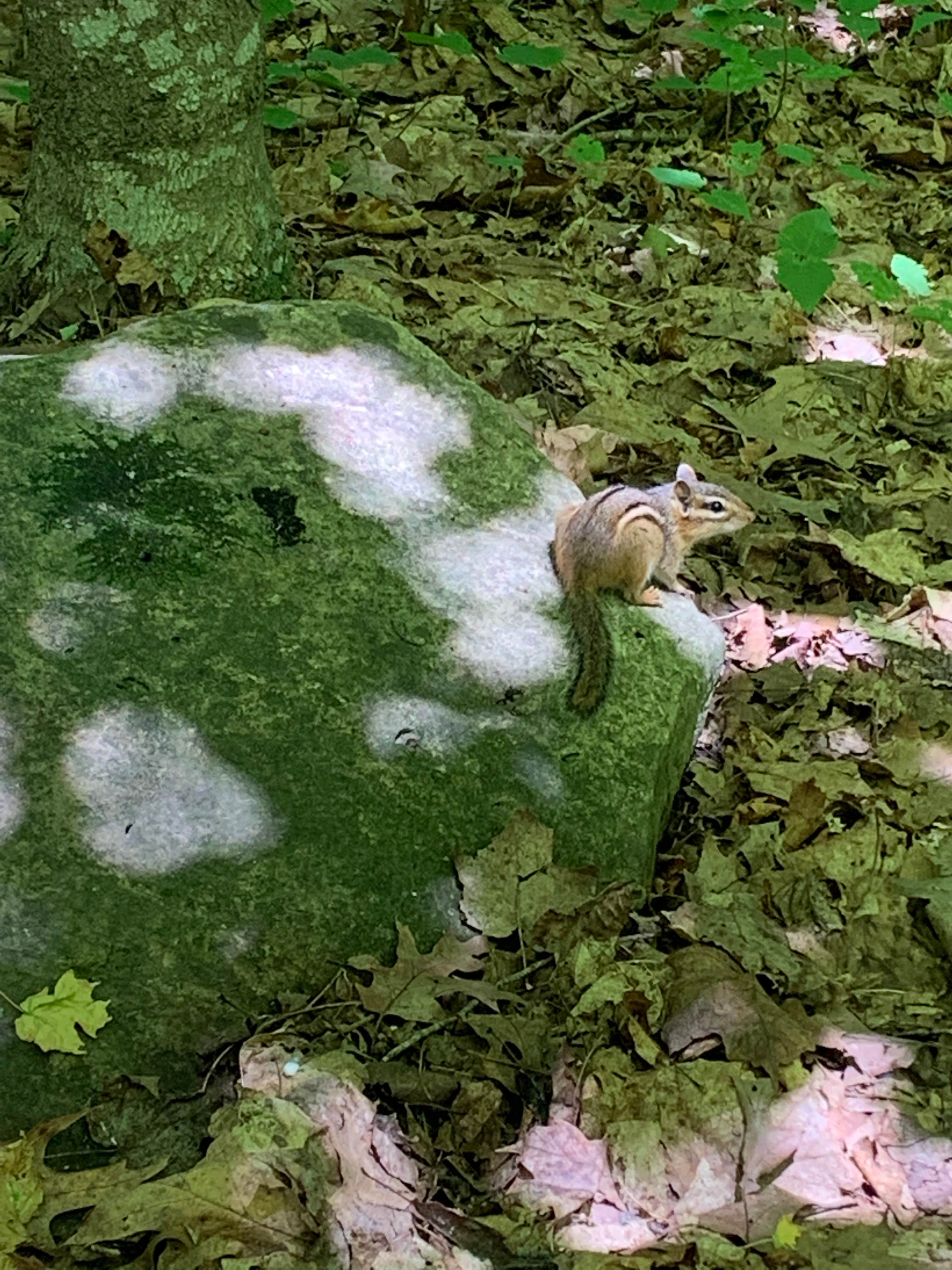 Mallory S.'s photo of camping with pets at High Cliff State Park Campground near Shawano, WI
