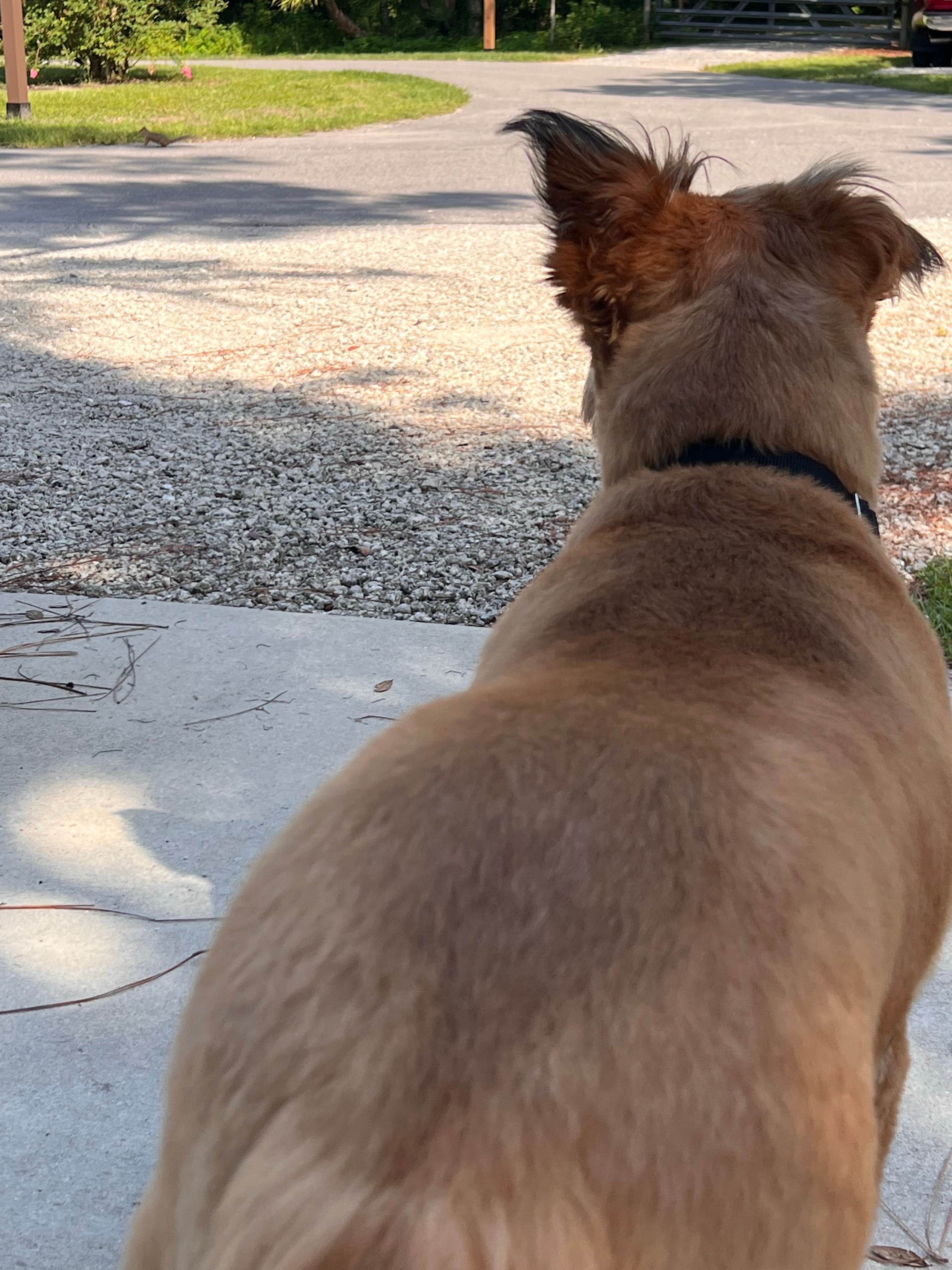 Daniel G.'s photo of camping with pets at Compass RV Park near St. Augustine, FL