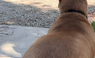 Daniel G.'s photo of camping with pets at Compass RV Park in Florida