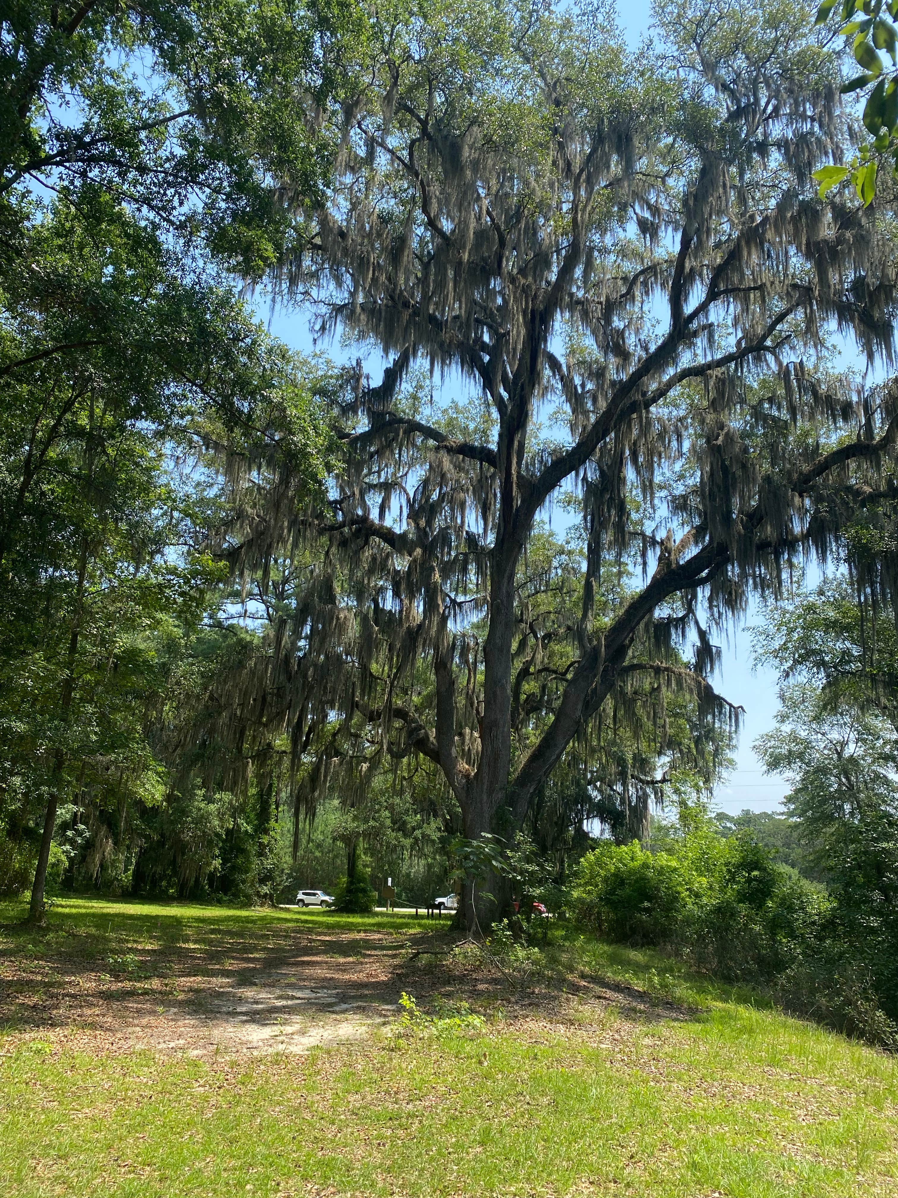 Camper-submitted photo at Spacious Skies Savannah Oaks near Rincon, GA