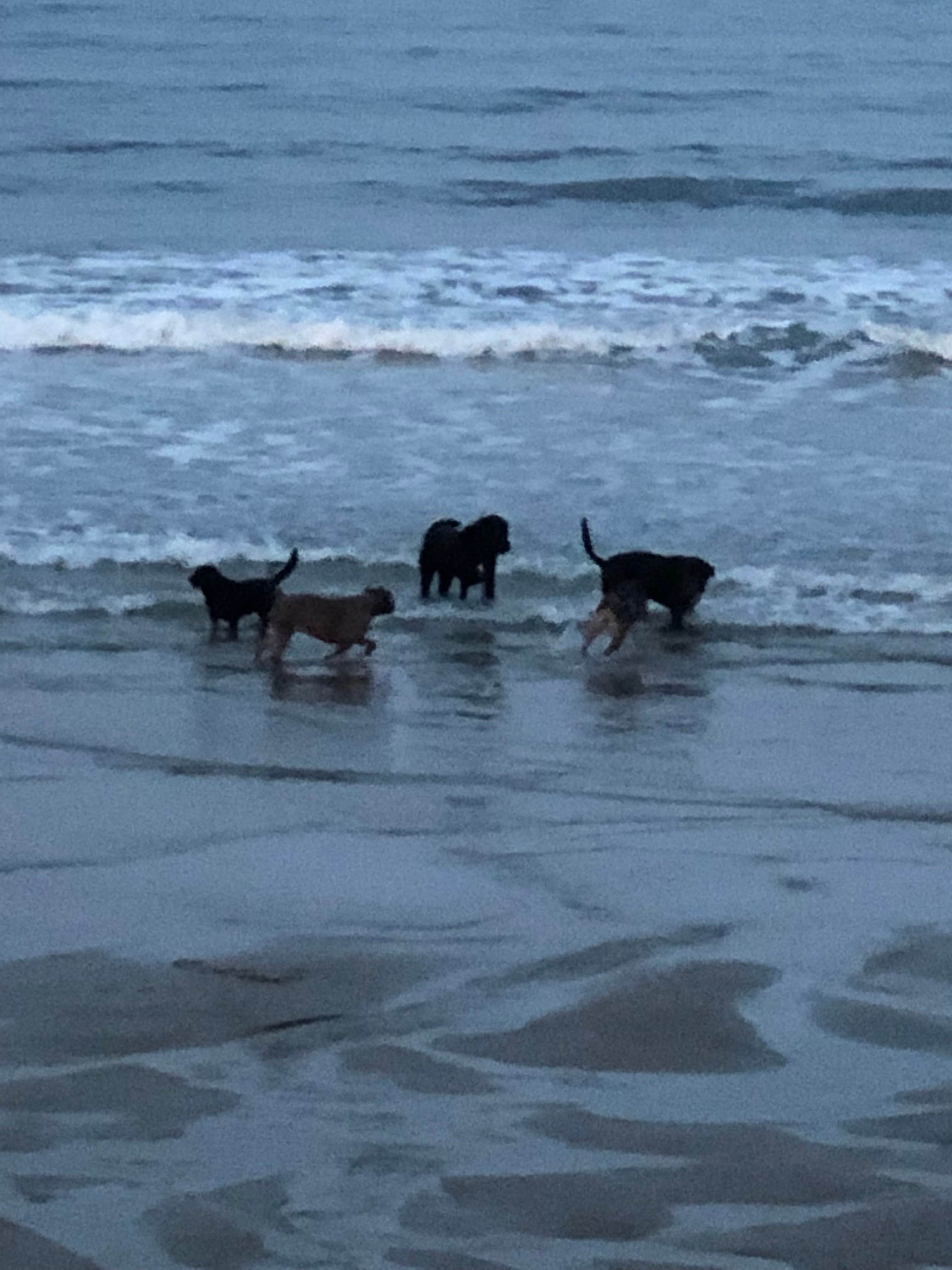 Dawn E.'s photo of camping with pets at Salisbury Beach State Reservation near Methuen Town, MA