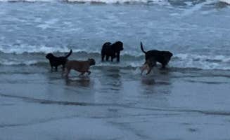 Dawn E.'s photo of camping with pets at Salisbury Beach State Reservation near Rockport, MA