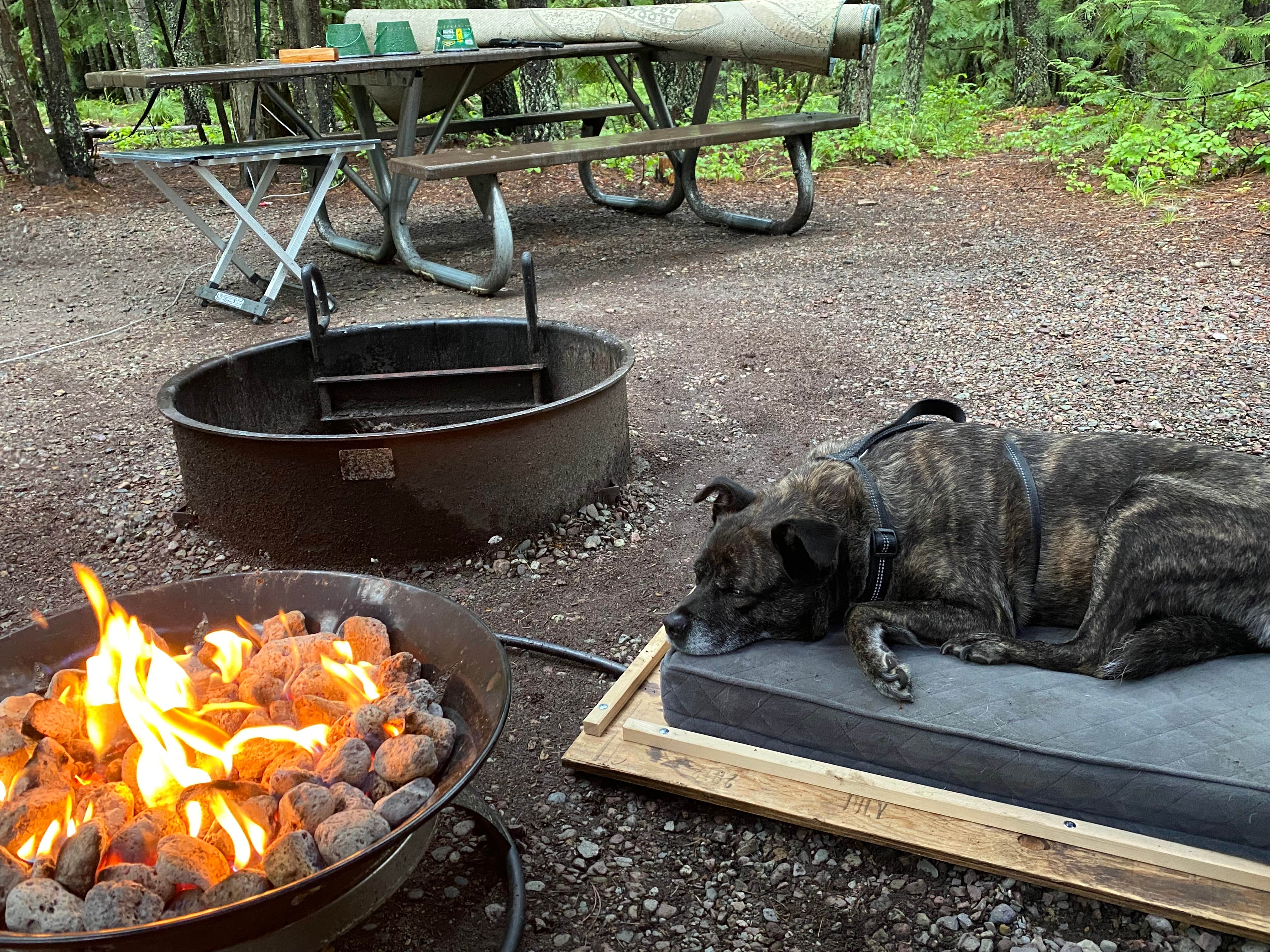 Cynthia W.'s photo of camping with pets at Fish Creek Campground — Glacier National Park near Whitefish, MT