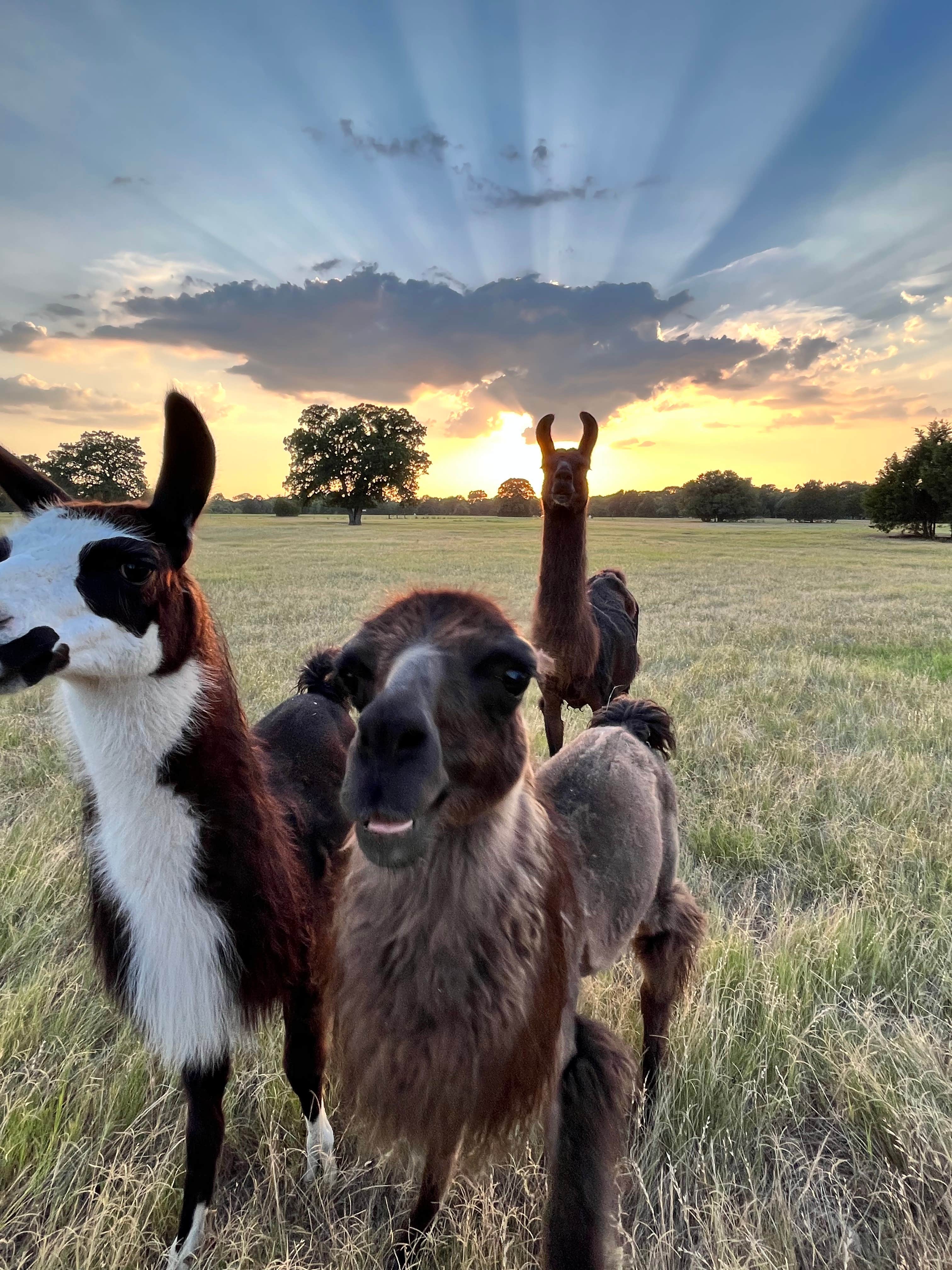 Camper-submitted photo at Llamaland Ranch near Mabank, TX