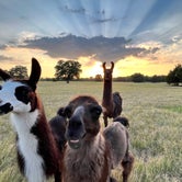 Review photo of Llamaland Ranch by Jennifer S., June 21, 2022