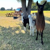 Review photo of Llamaland Ranch by Jennifer S., June 21, 2022