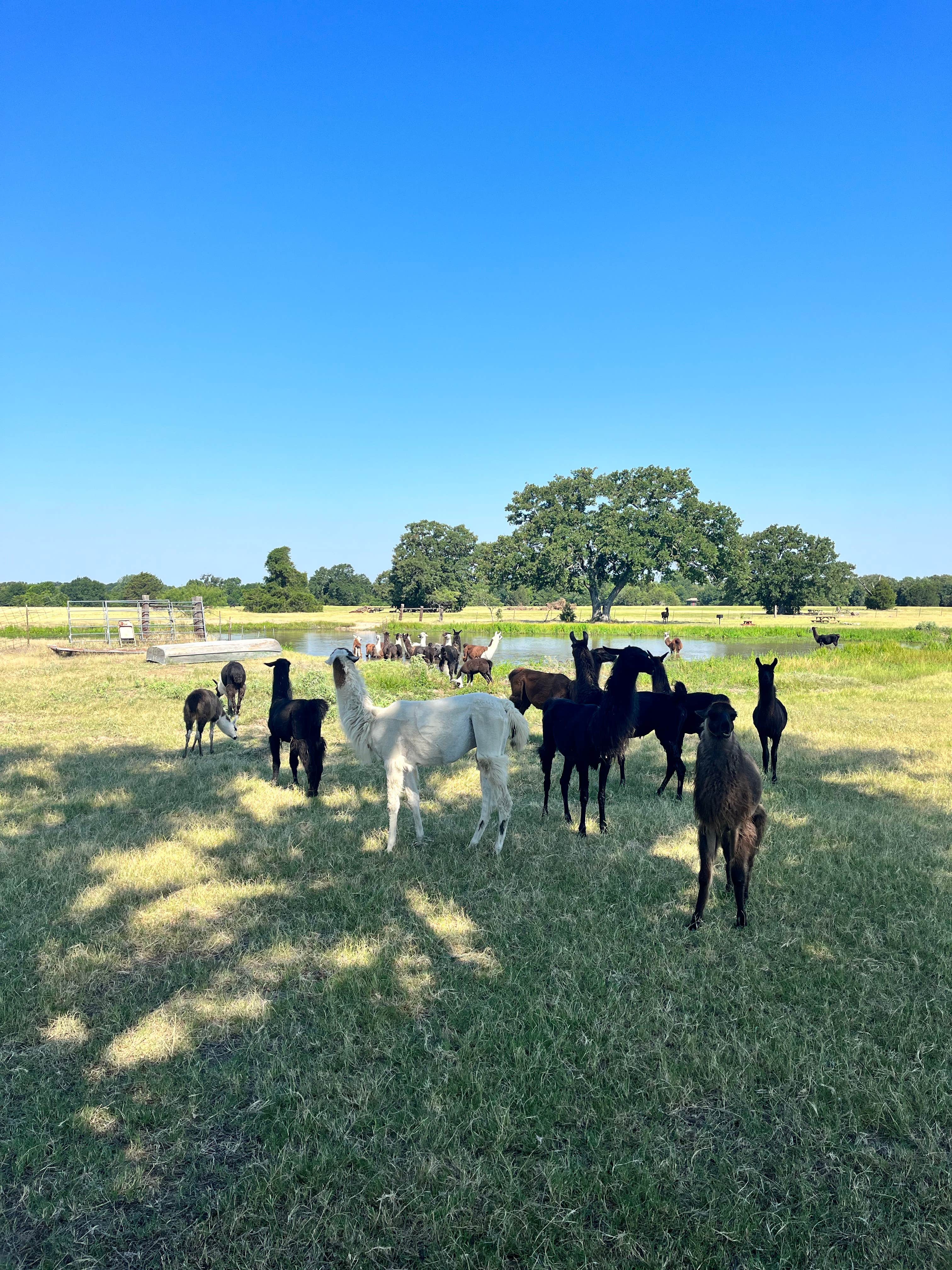 Camper-submitted photo at Llamaland Ranch near Mabank, TX