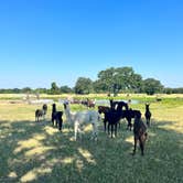 Review photo of Llamaland Ranch by Jennifer S., June 21, 2022