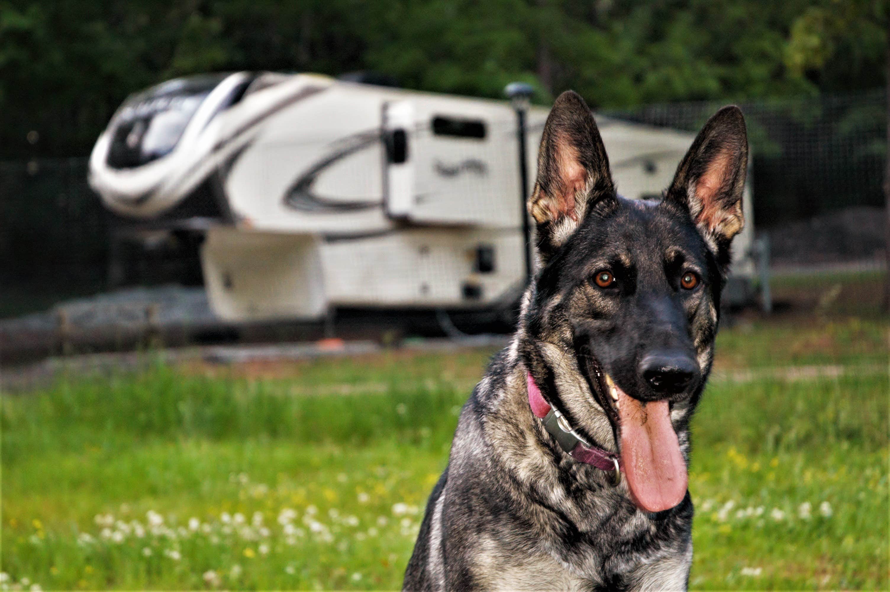 Angela S.'s photo of camping with pets at Plum Branch RV Park near J. Strom Thurmond Lake
