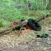 Review photo of North Manitou Island Backcountry Campsites by Jason H., June 21, 2022