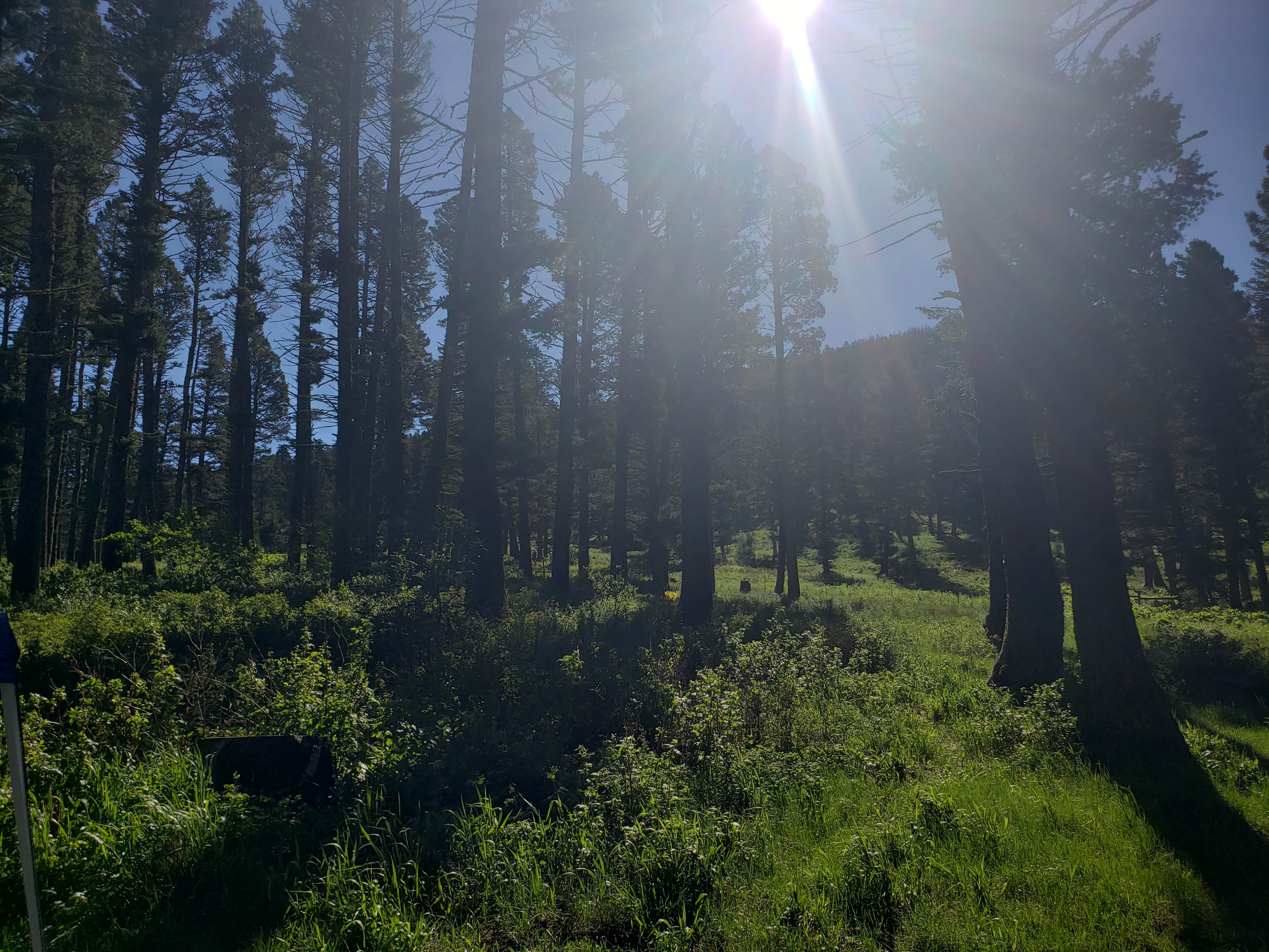 Camper-submitted photo at Battle Ridge Campground near Belgrade, MT