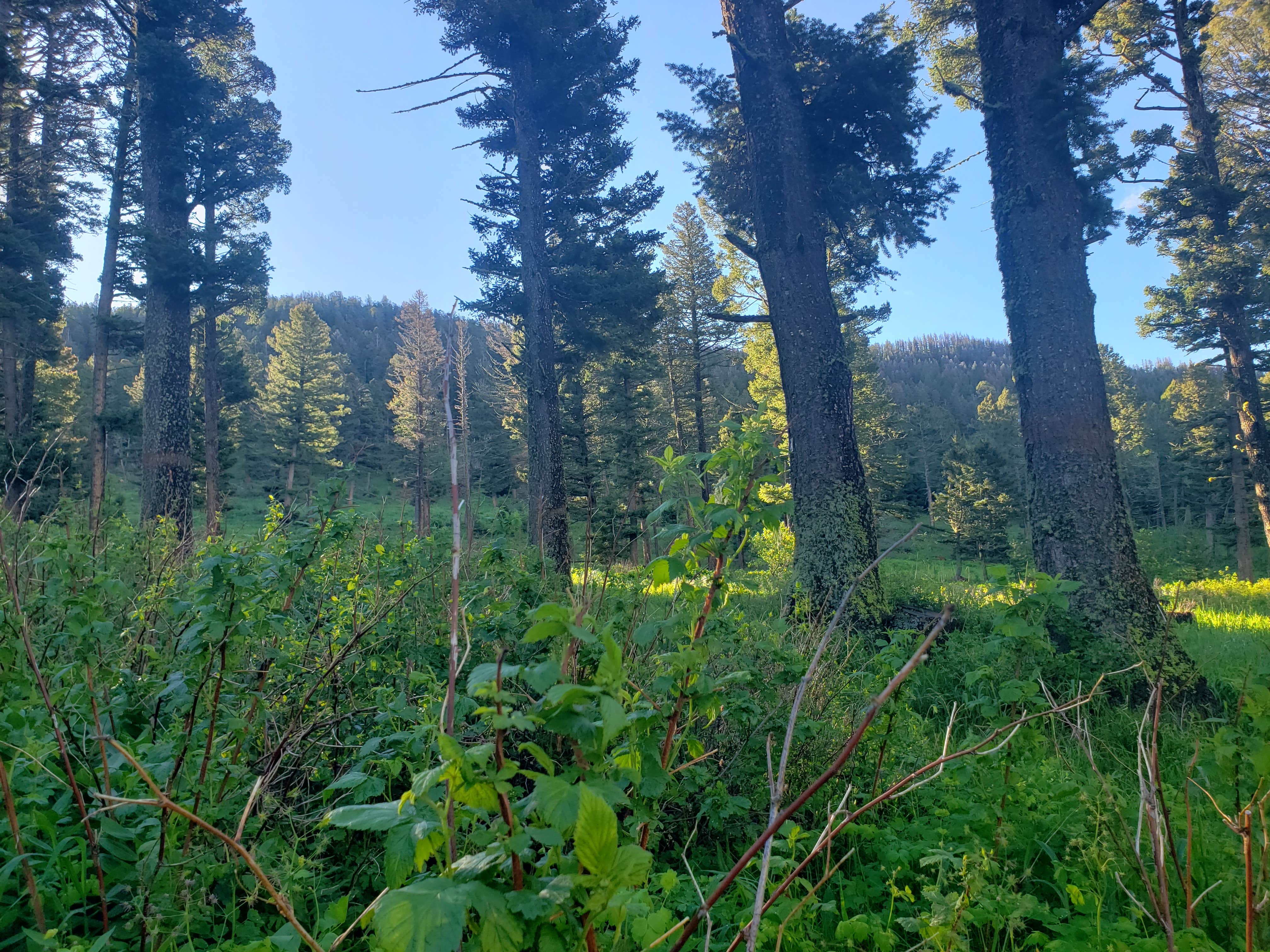Camping near Ibex Cabin: Battle Ridge Campground, Wilsall, Montana
