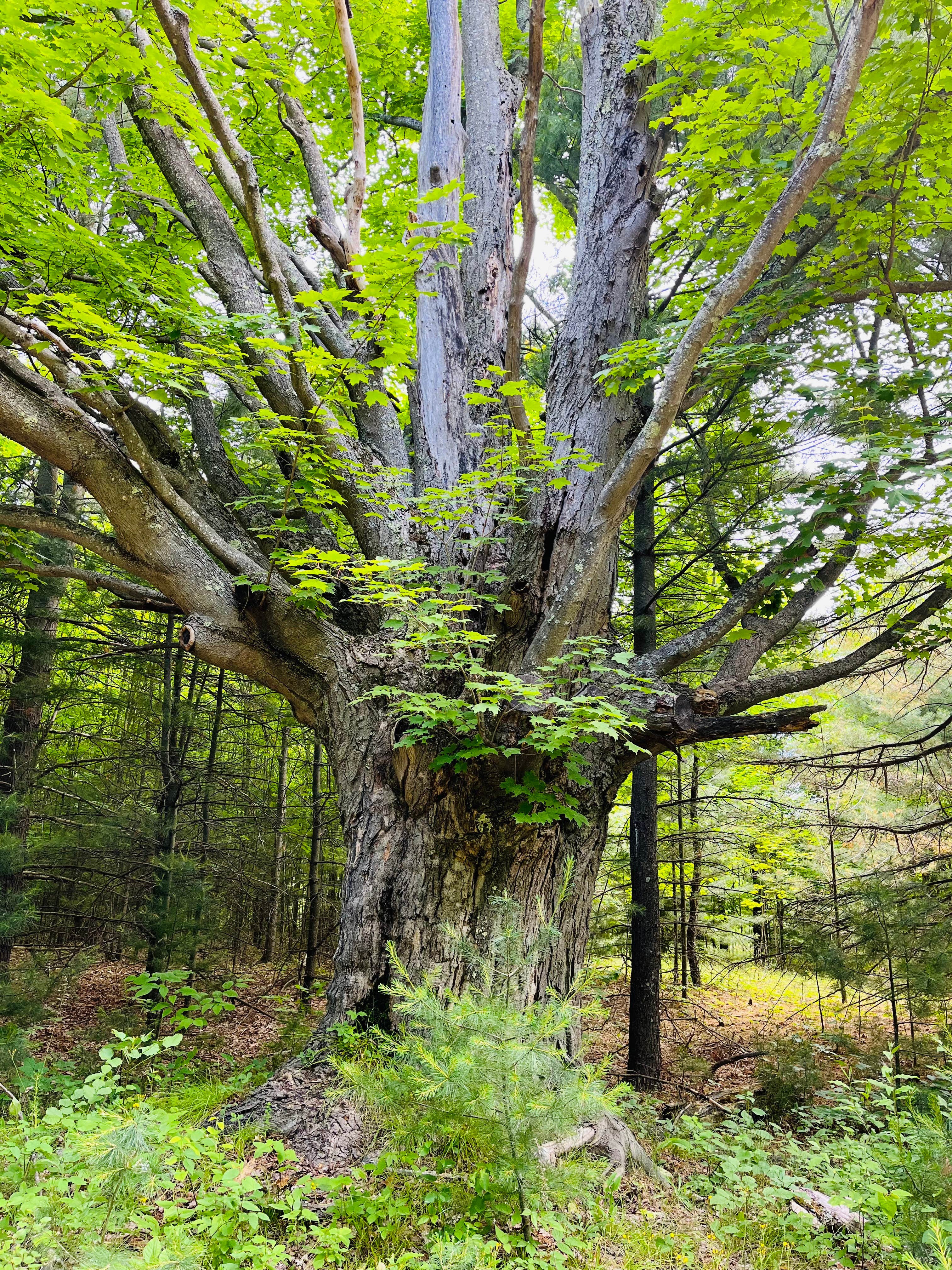Camper-submitted photo at Empire Township Campground near Empire, MI