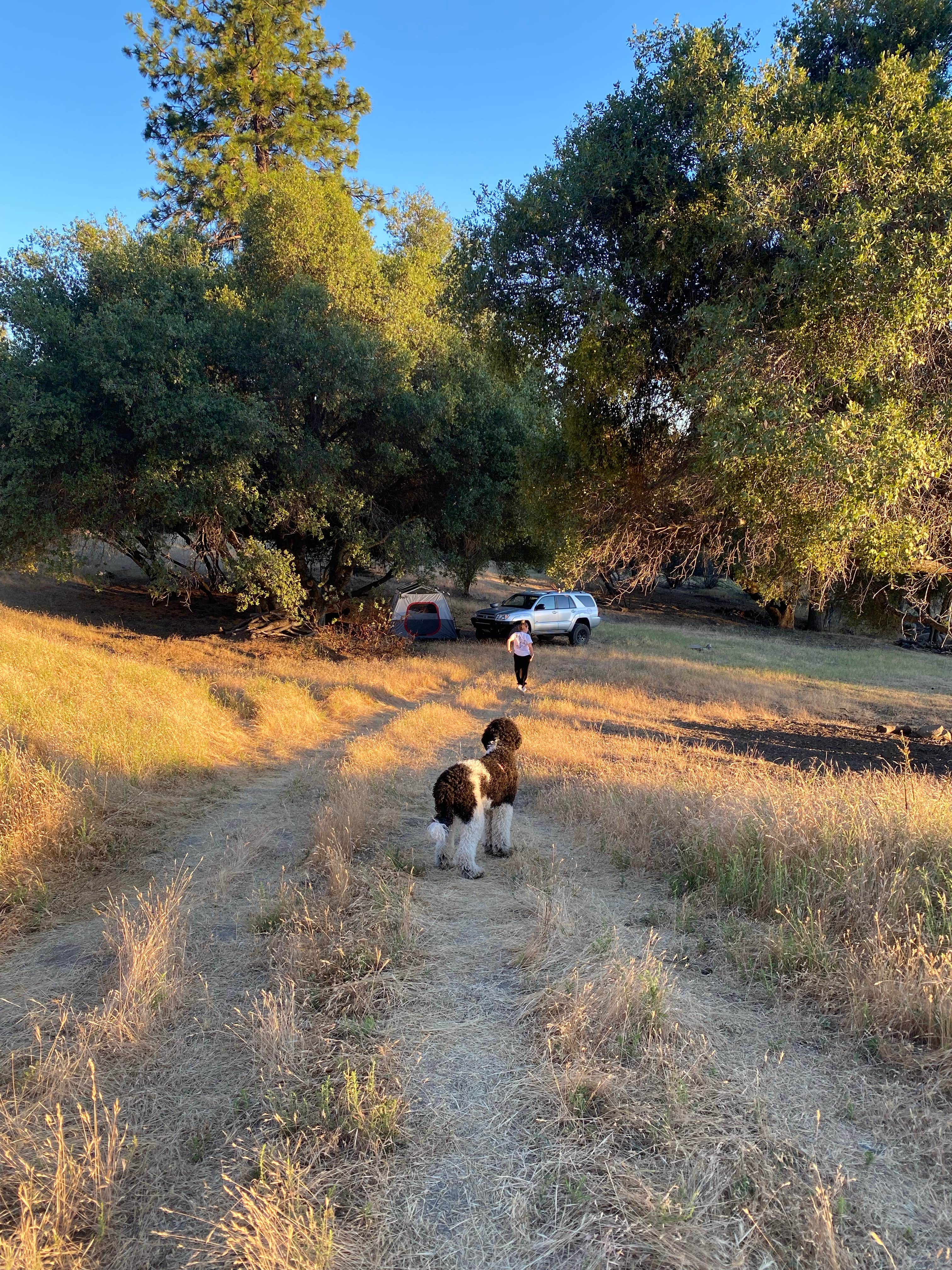 Lauren P.'s photo of camping with pets at Shooting Star Sanctuary and Retreat near Yosemite National Forest near Yosemite Valley, CA