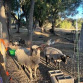 Review photo of Shooting Star Sanctuary and Retreat near Yosemite National Forest by Lauren P., June 22, 2022