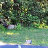 Review photo of Elk Prairie Campground — Prairie Creek Redwoods State Park by HandL C., June 22, 2022