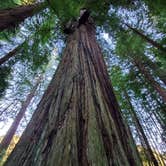 Review photo of Elk Prairie Campground — Prairie Creek Redwoods State Park by HandL C., June 22, 2022