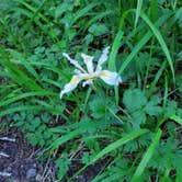 Review photo of Elk Prairie Campground — Prairie Creek Redwoods State Park by HandL C., June 22, 2022