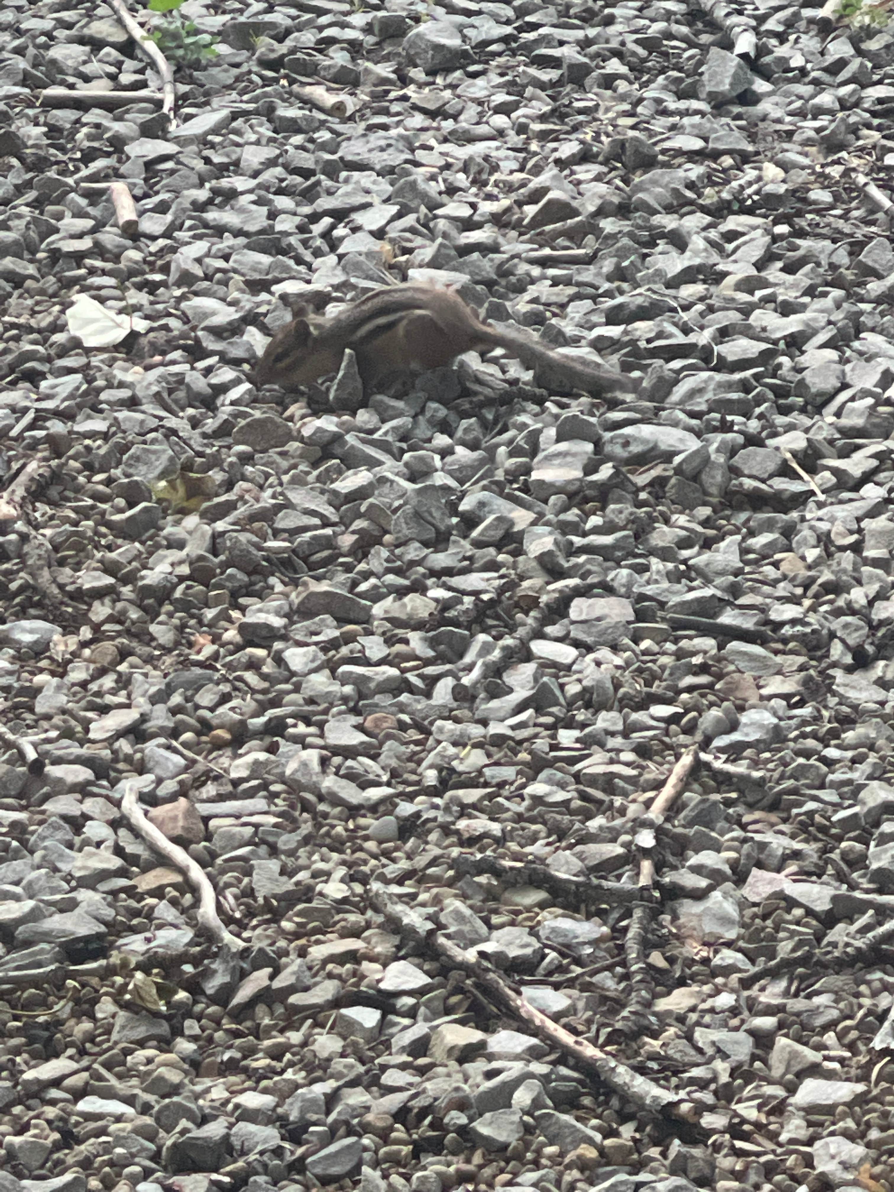 Camper-submitted photo at Madison-Pittsburgh S.E. KOA near Washington, PA