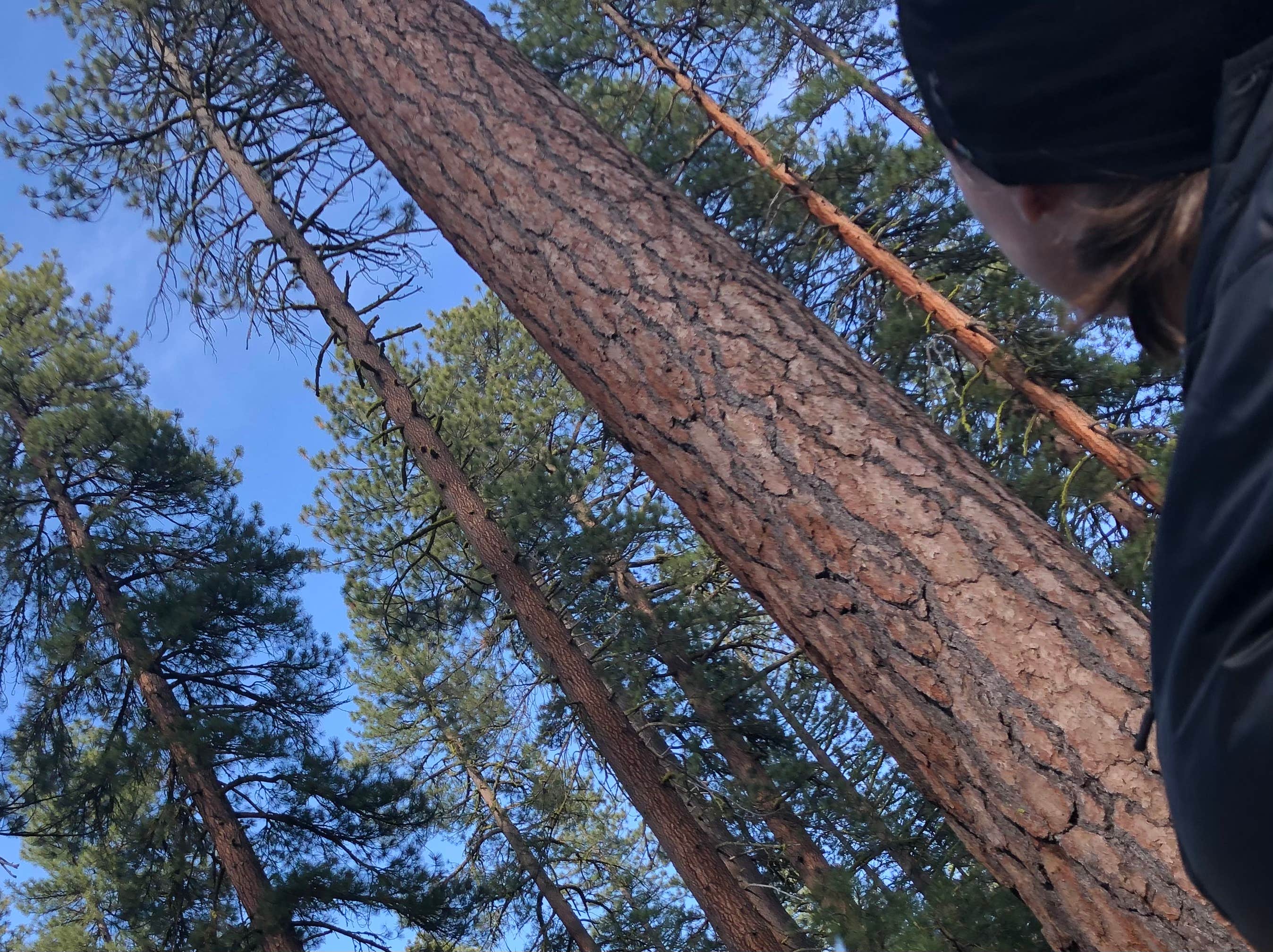Camper-submitted photo at Butte Lake Campground — Lassen Volcanic National Park near Lassen National Forest