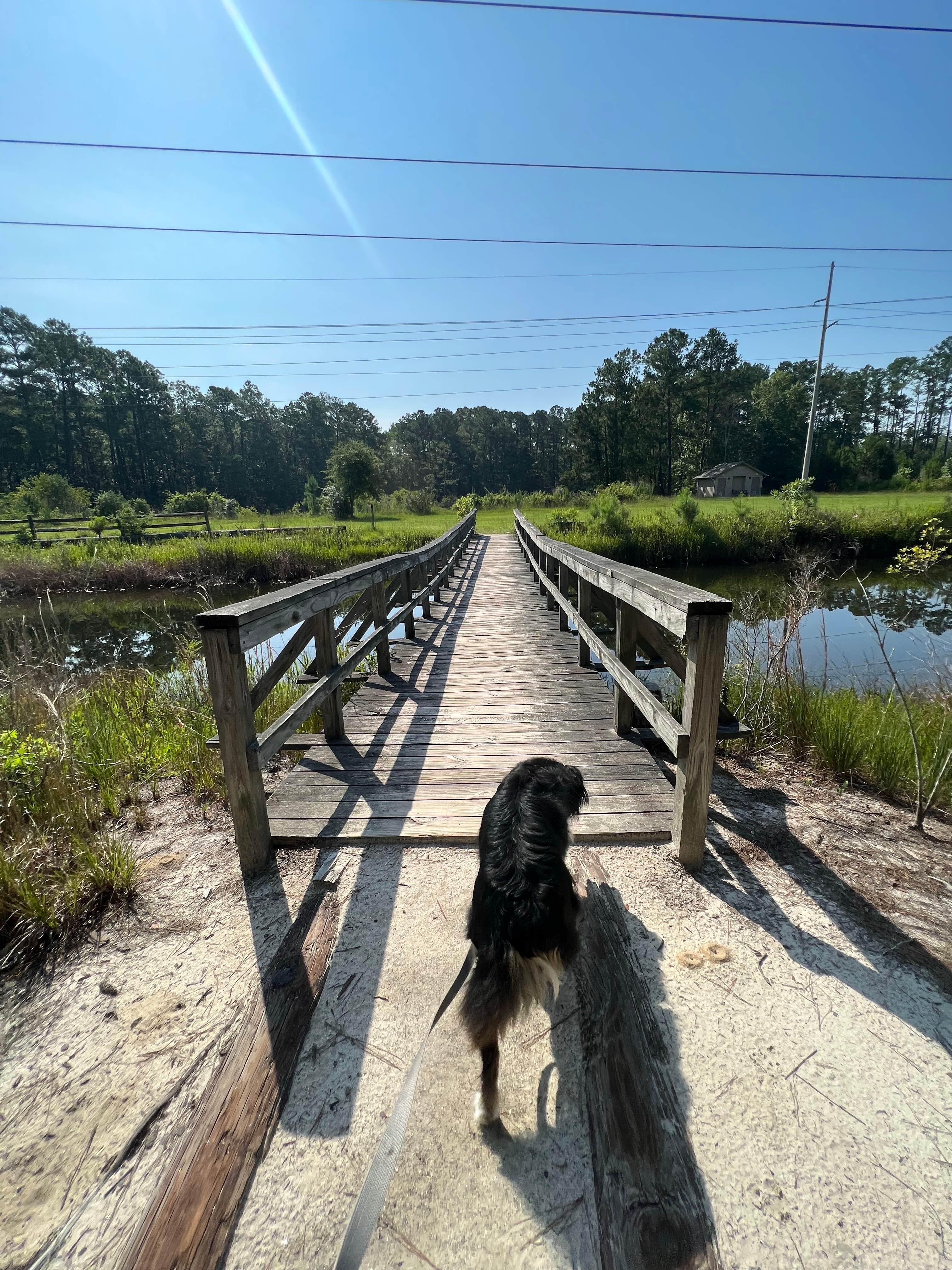 Fanny D.'s photo of camping with pets at Lake Jasper RV Park near Hardeeville, SC